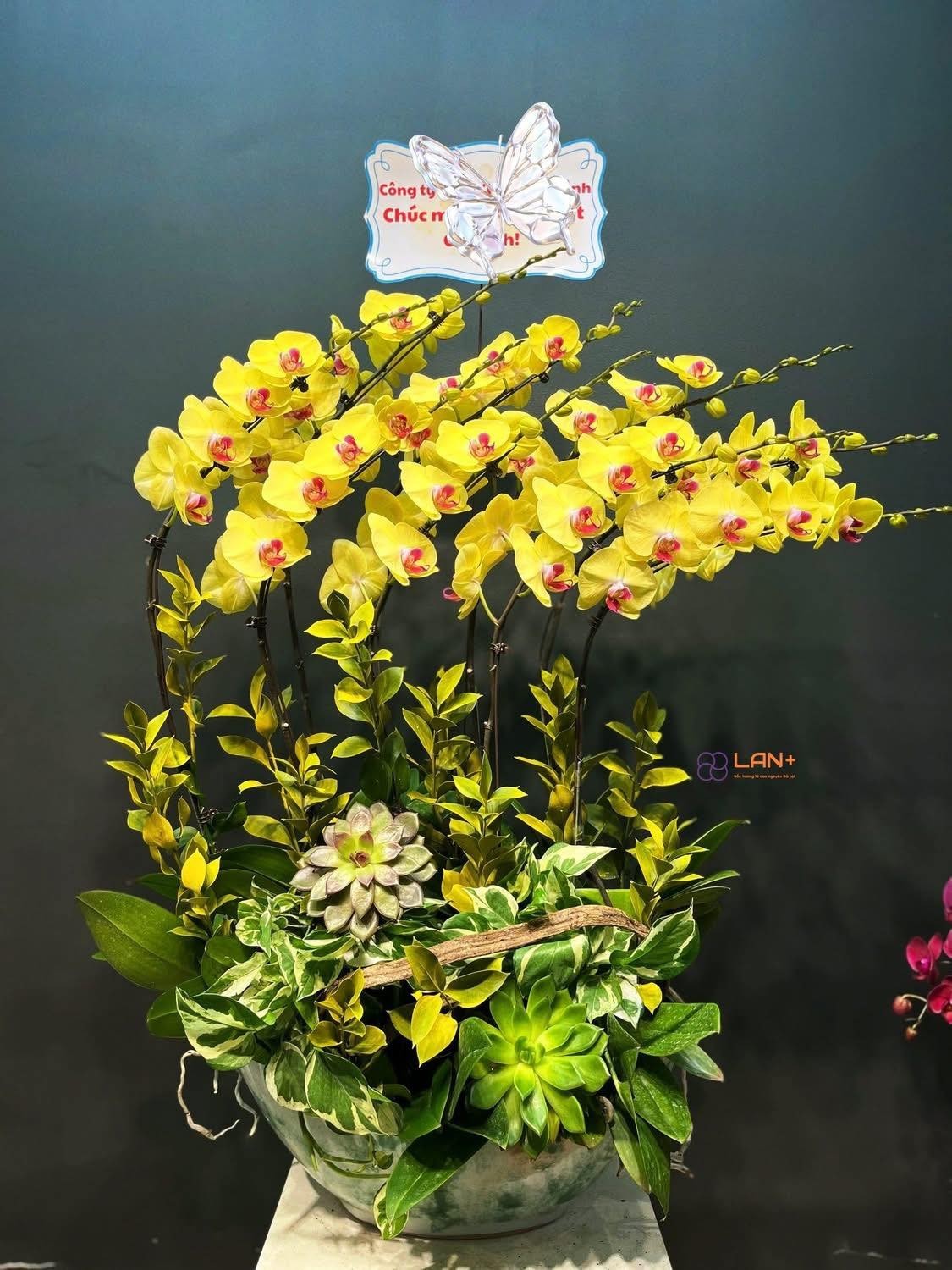 CHẬU THUYỀN 9 CÀNH LAN ĐẠI