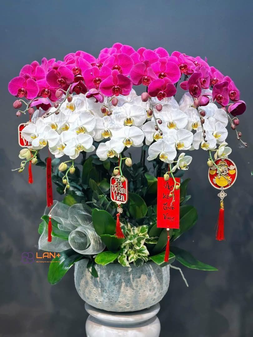 CHẬU 11 CÀNH LAN ĐẠI
