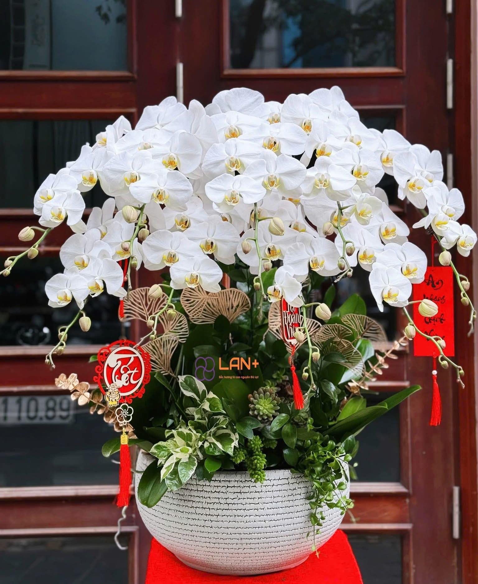 CHẬU 9 CÀNH LAN ĐẠI