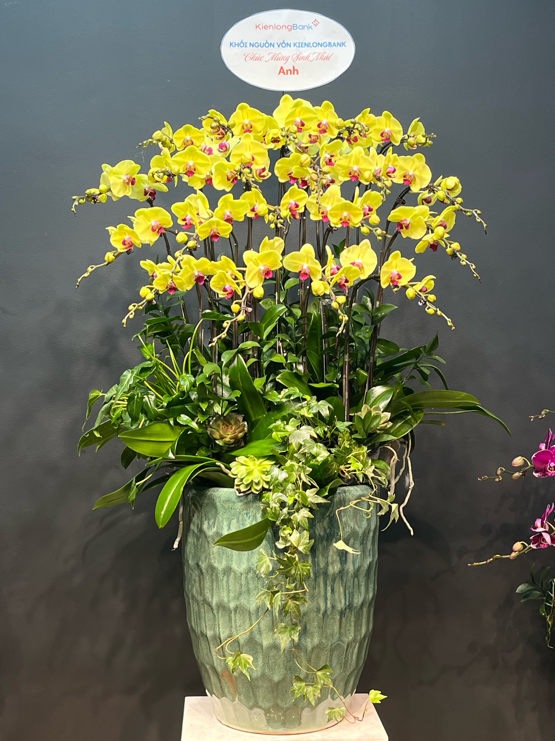 CHẬU 20 CÀNH VÀNG