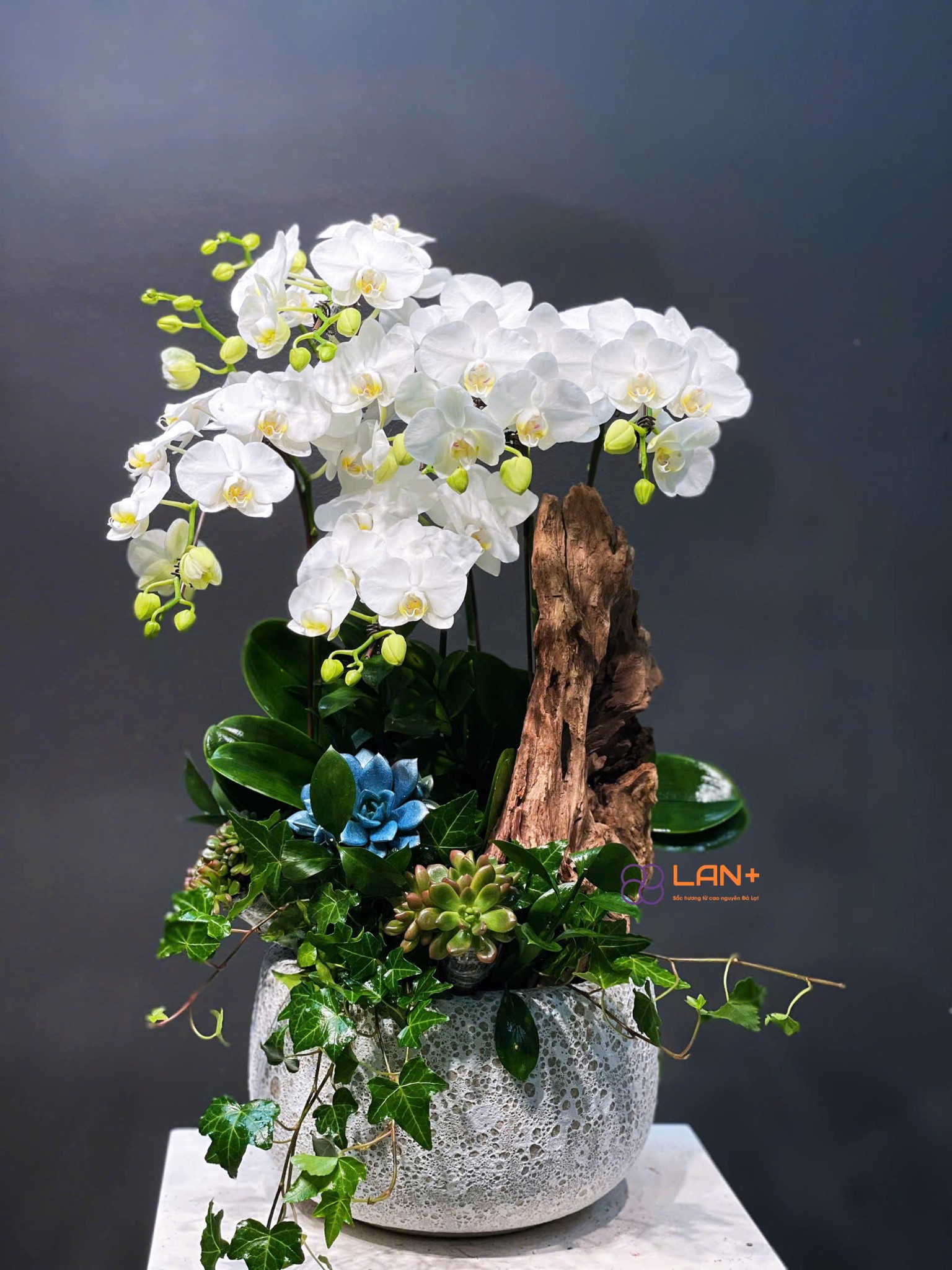 CHẬU TIỂU CẢNH 6 CÀNH LAN MINI