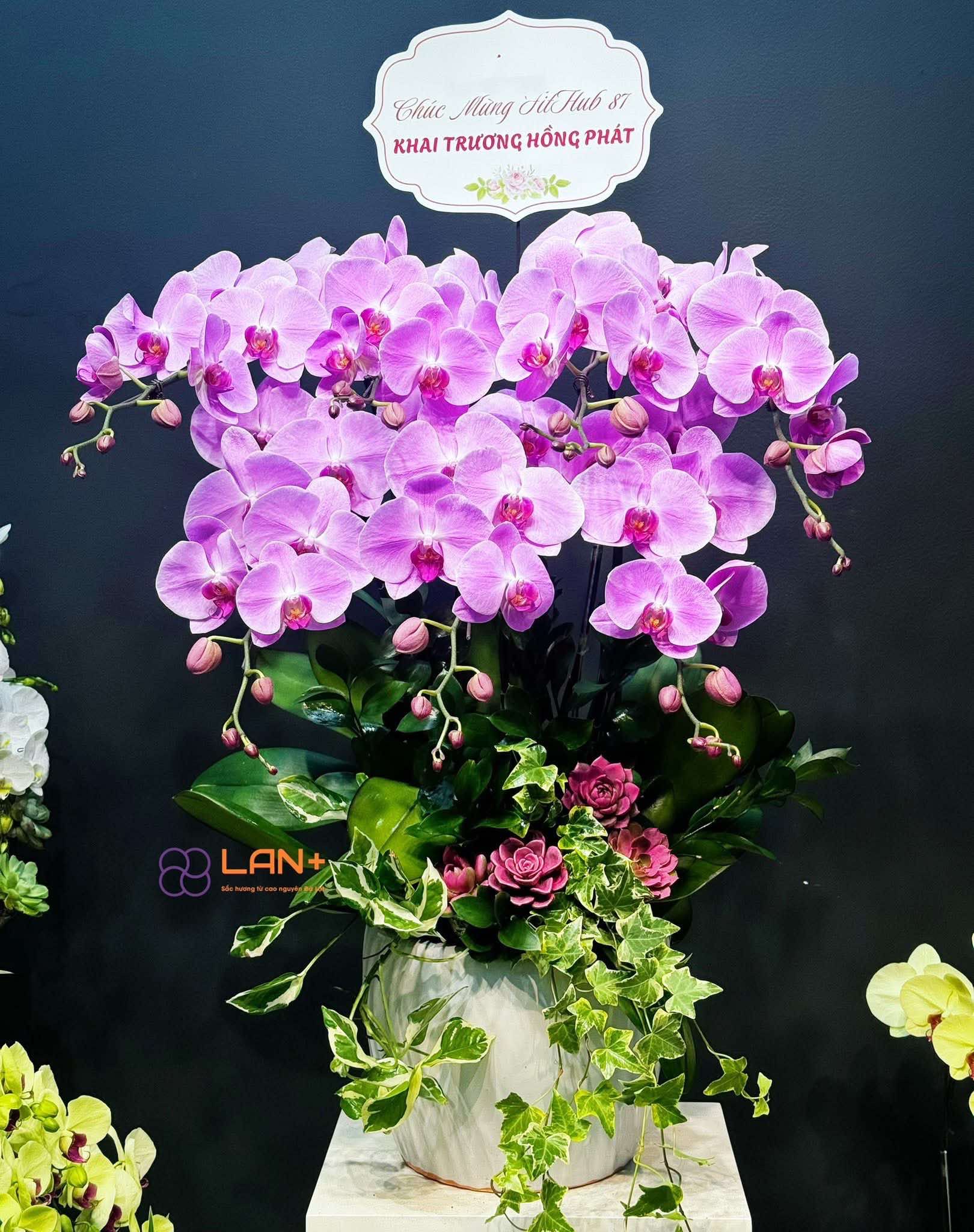 CHẬU 7 CÀNH LAN ĐẠI