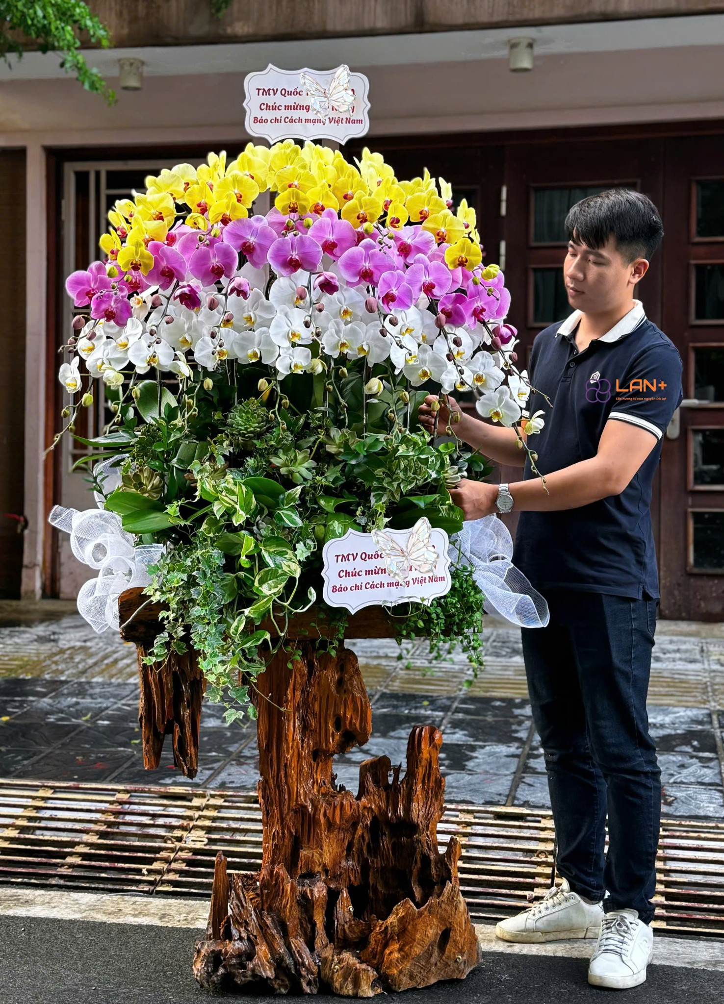 CHẬU LAN TRỒNG TRÊN LŨA