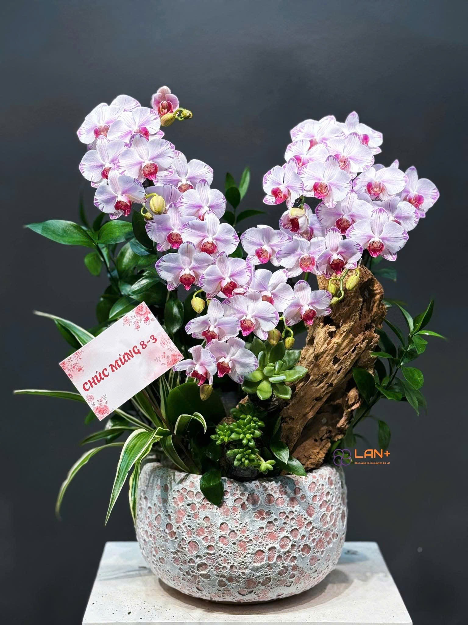 CHẬU TIỂU CẢNH 6 CÀNH LAN MINI