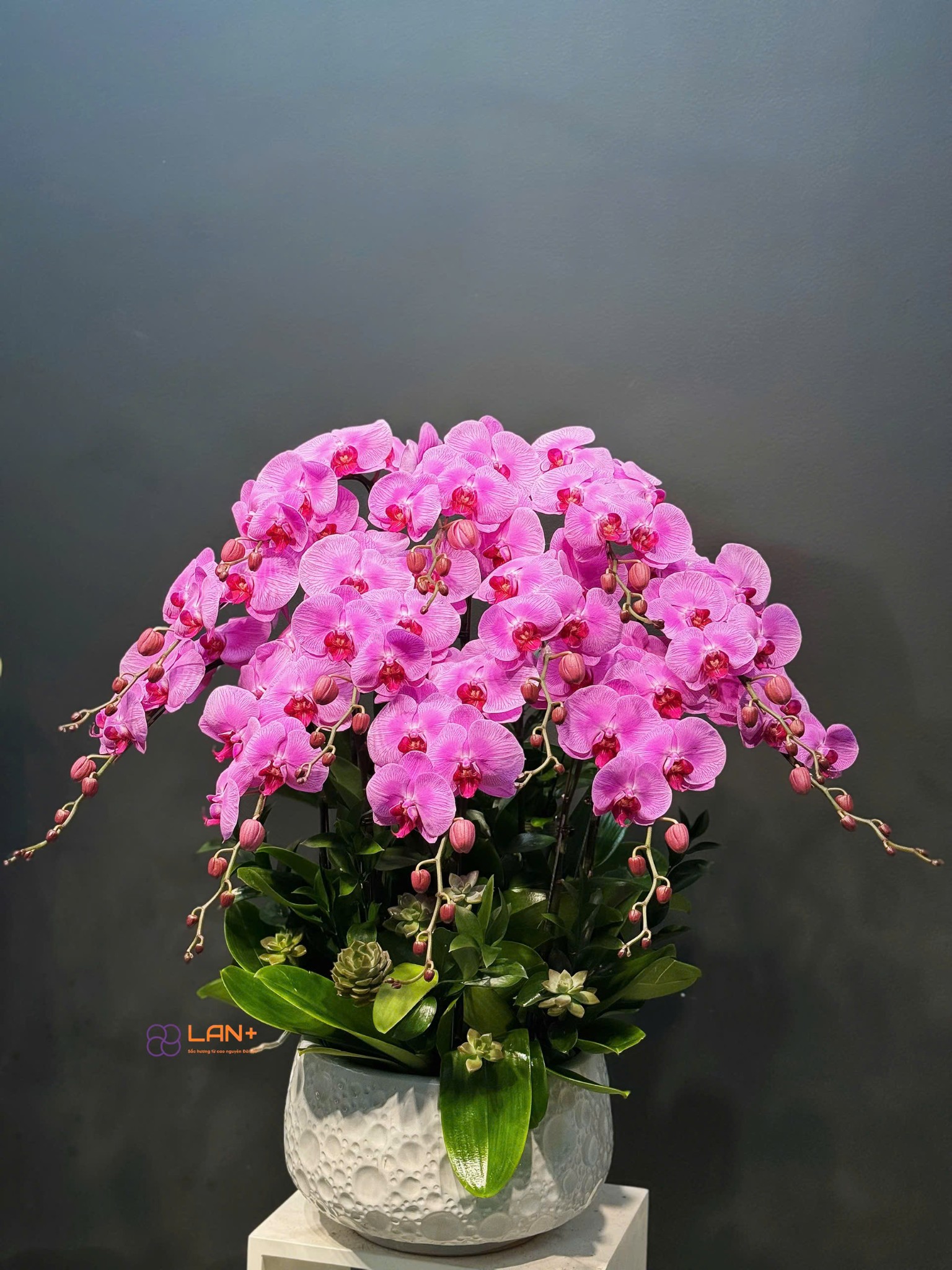 CHẬU 11 CÀNH LAN ĐẠI