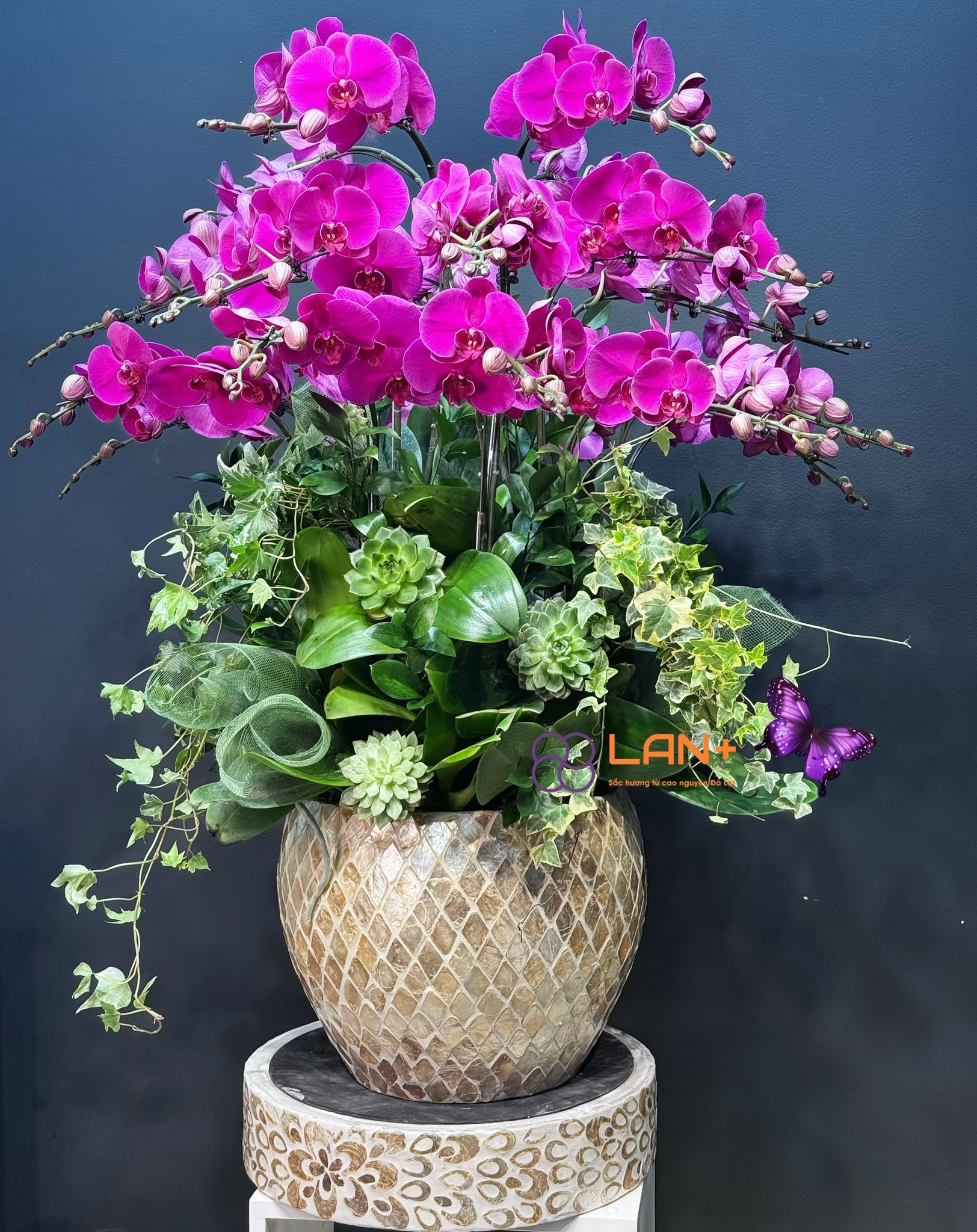 CHẬU 19 CÀNH TÍM TRỒNG TRÒN