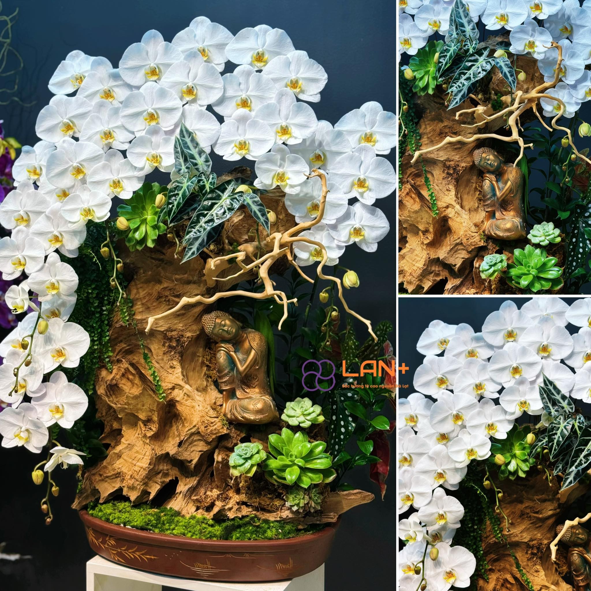 CHẬU TIỂU CẢNH HỒ ĐIỆP
