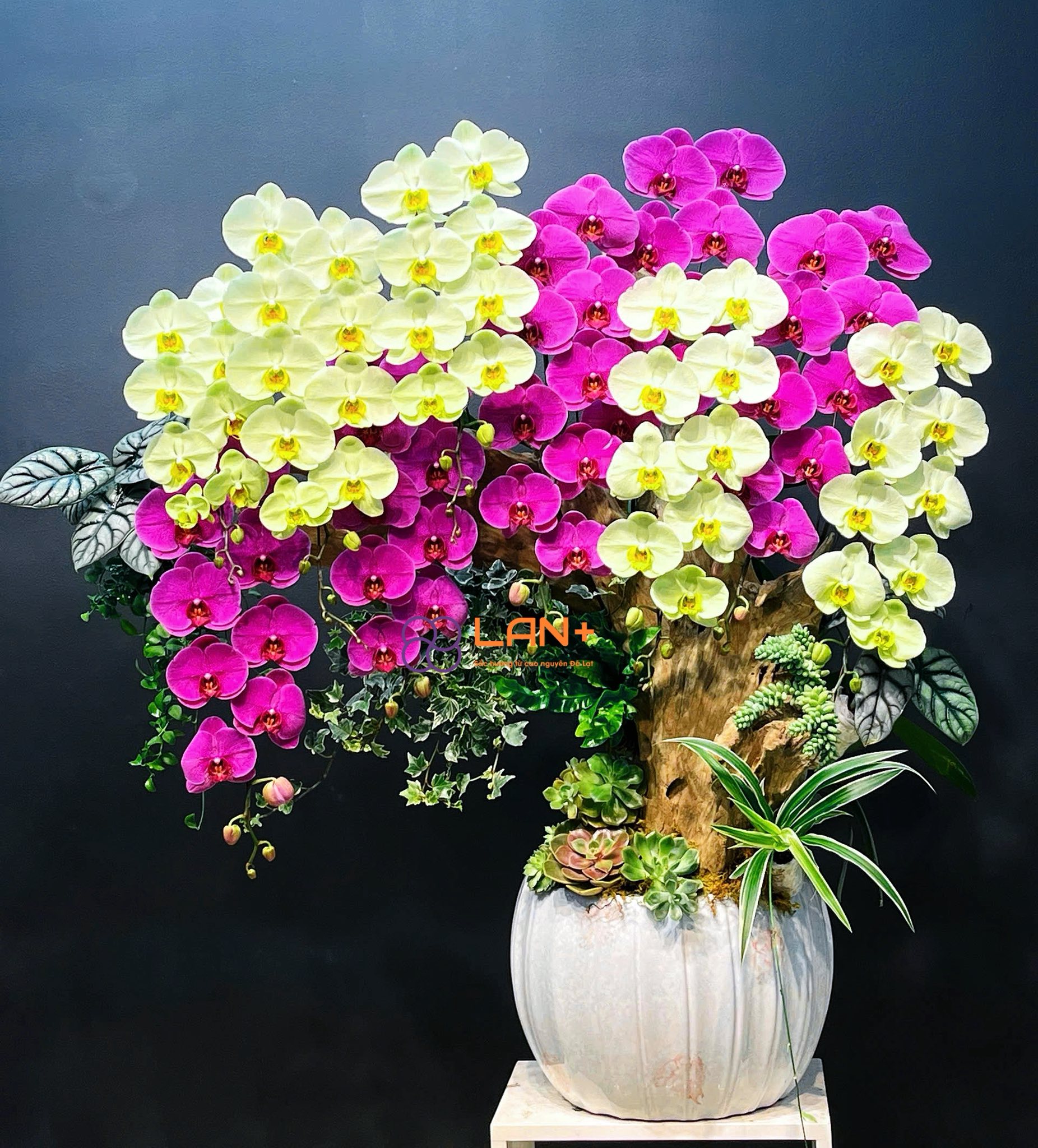 CHẬU LAN TIỂU CẢNH HOA THỊNH VƯỢN