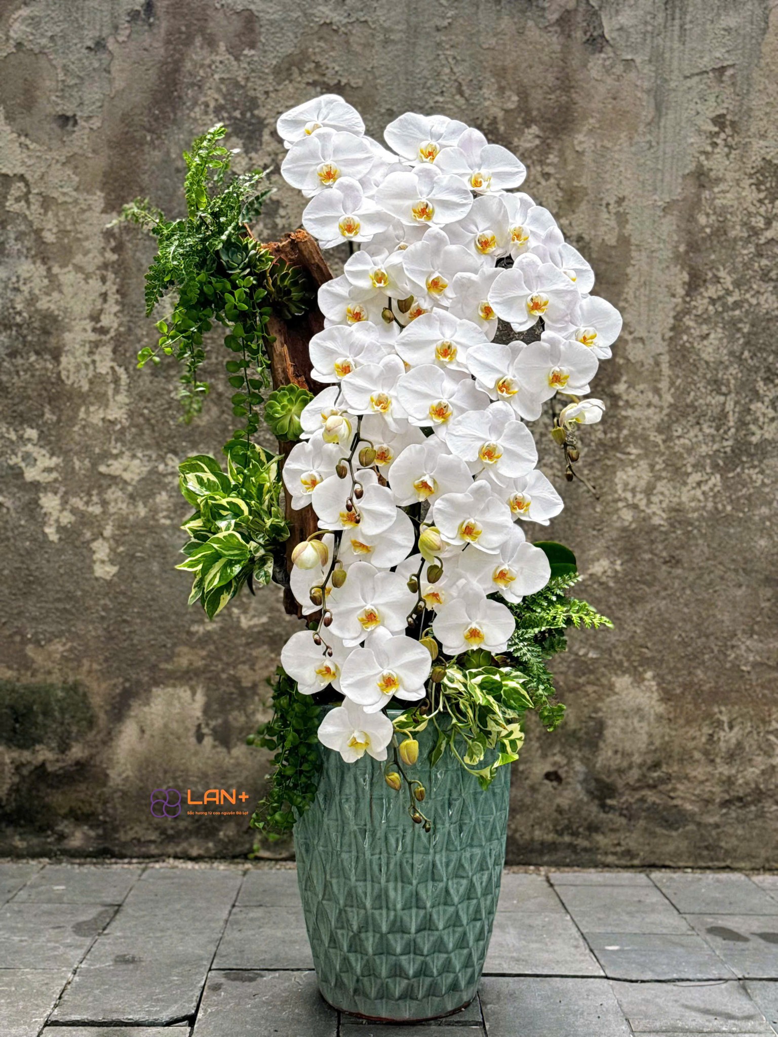 CHẬU TIỂU CẢNH 8 CÀNH LAN ĐẠI