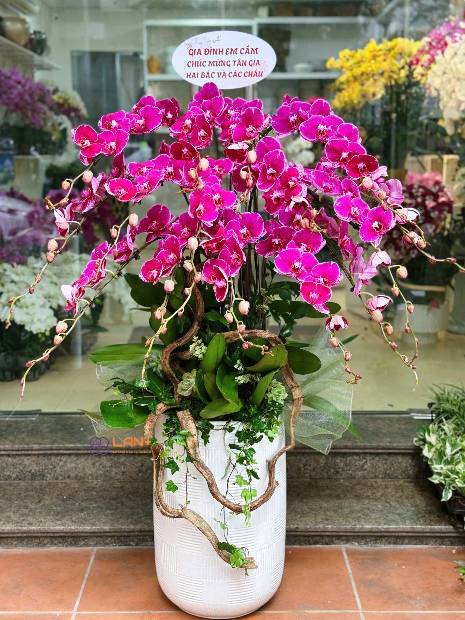 CHẬU 15 CÀNH LAN ĐẠI