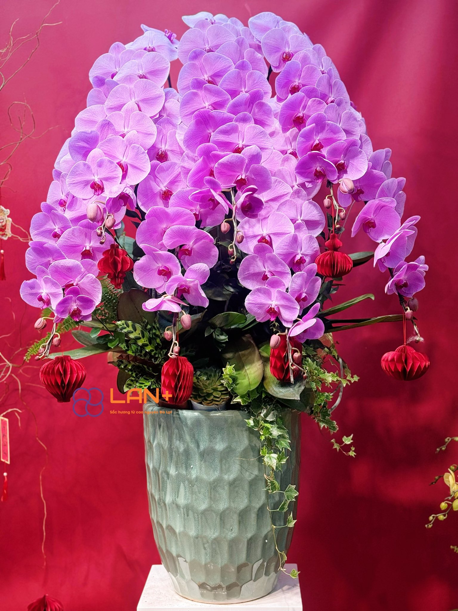 CHẬU LAN VIP