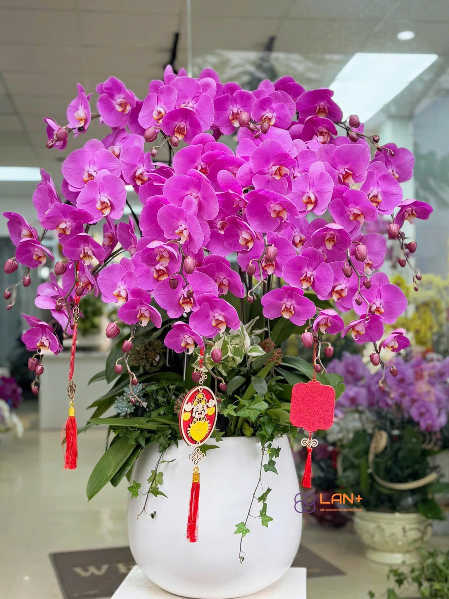 CHẬU 15 CÀNH HỒNG ĐẠI