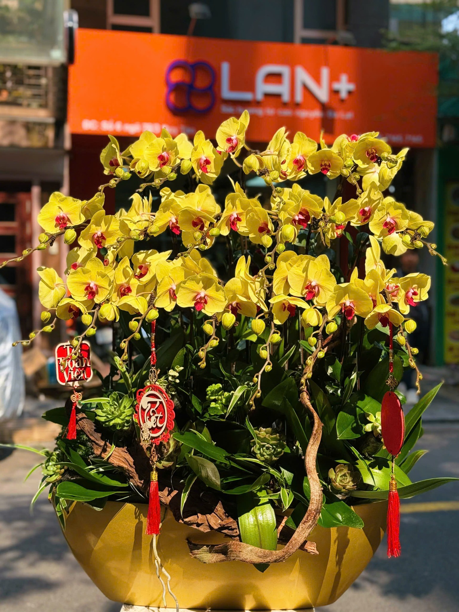 CHẬU 18 CÀNH LAN ĐẠI
