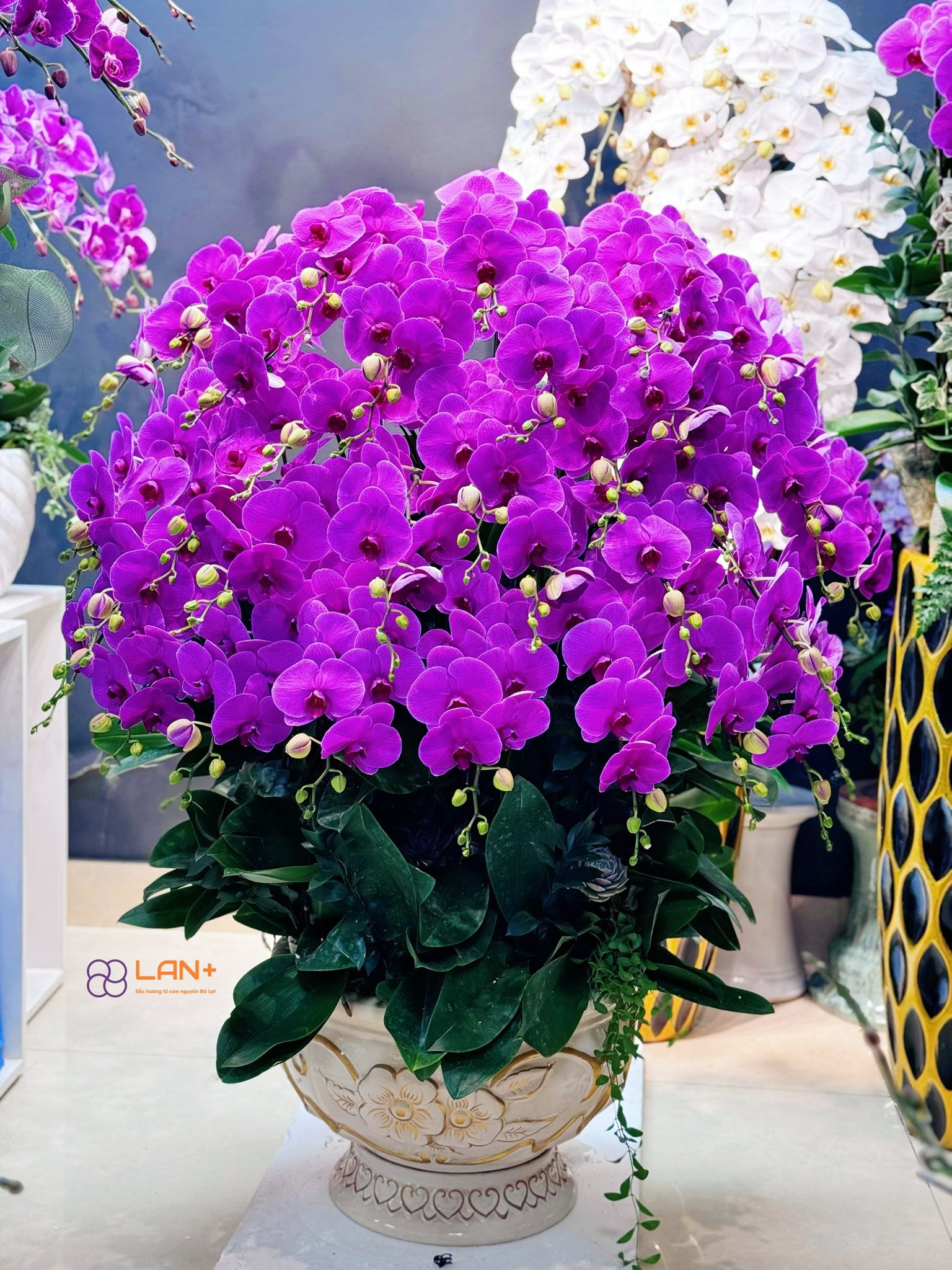 CHẬU 35 CÀNH HỒNG PHÁT TÀI