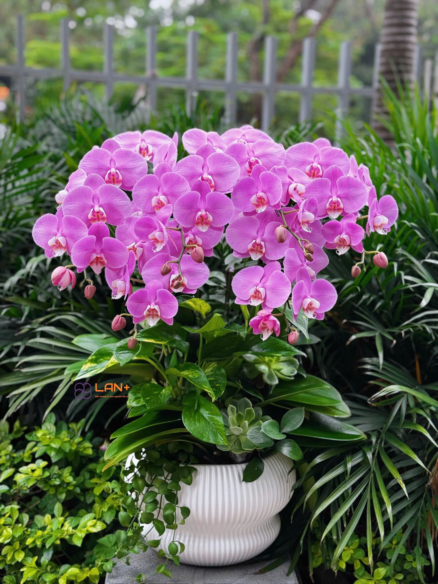 CHẬU 6 CÀNH LAN ĐẠI