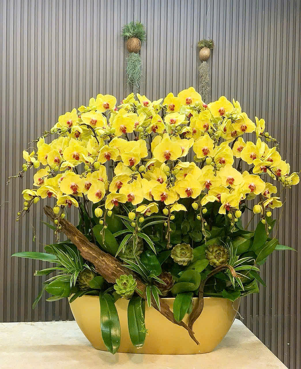 CHẬU THUYỀN 26 CÀNH LAN ĐẠI