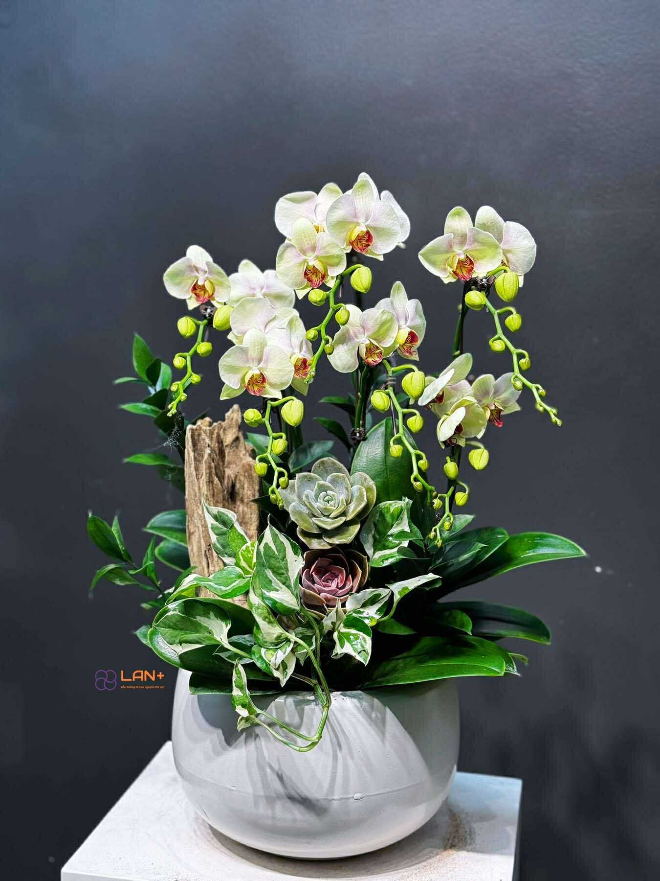 CHẬU TIỂU CẢNH 6 CÀNH LAN MINI