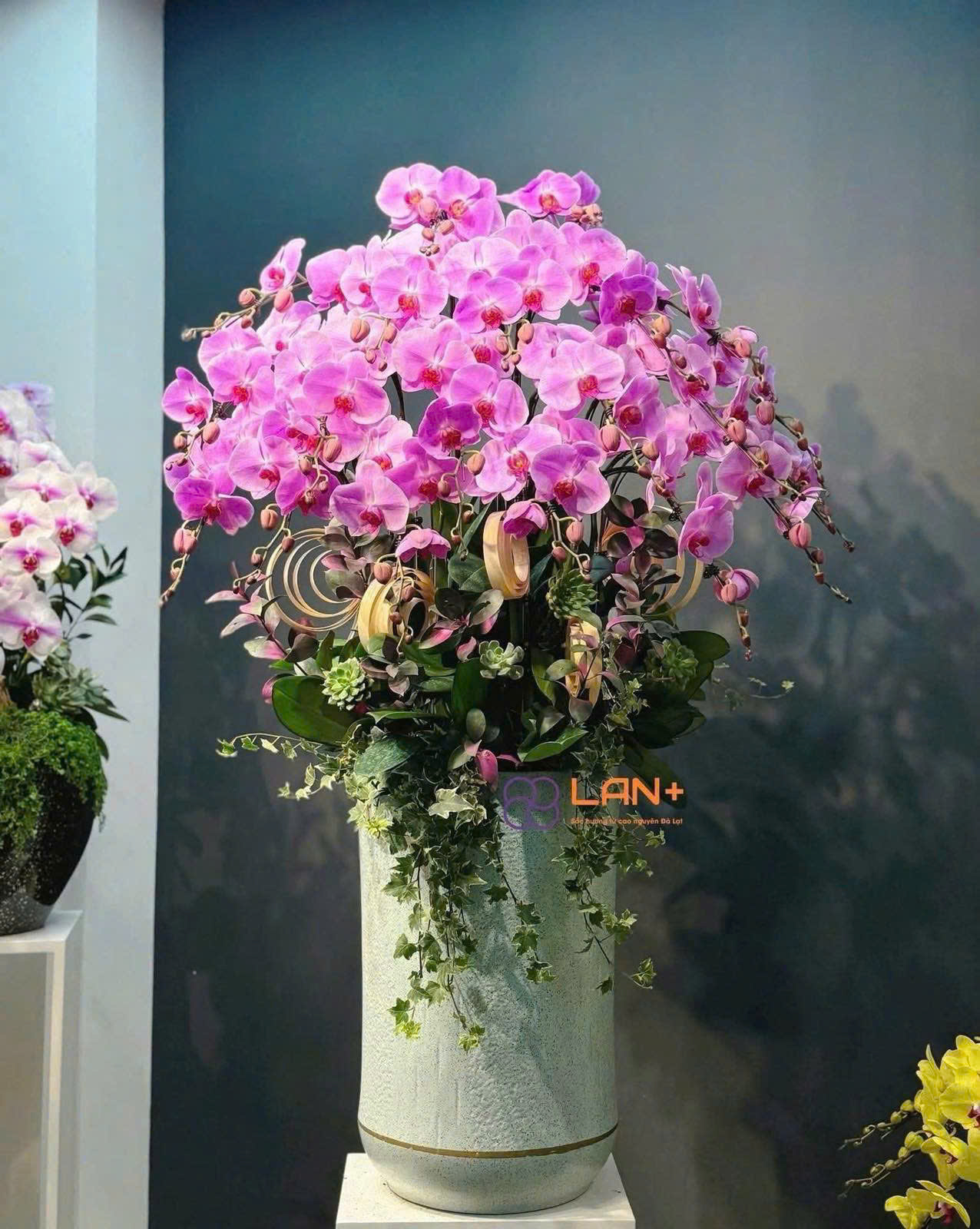 CHẬU 20 CÀNH LAN ĐẠI