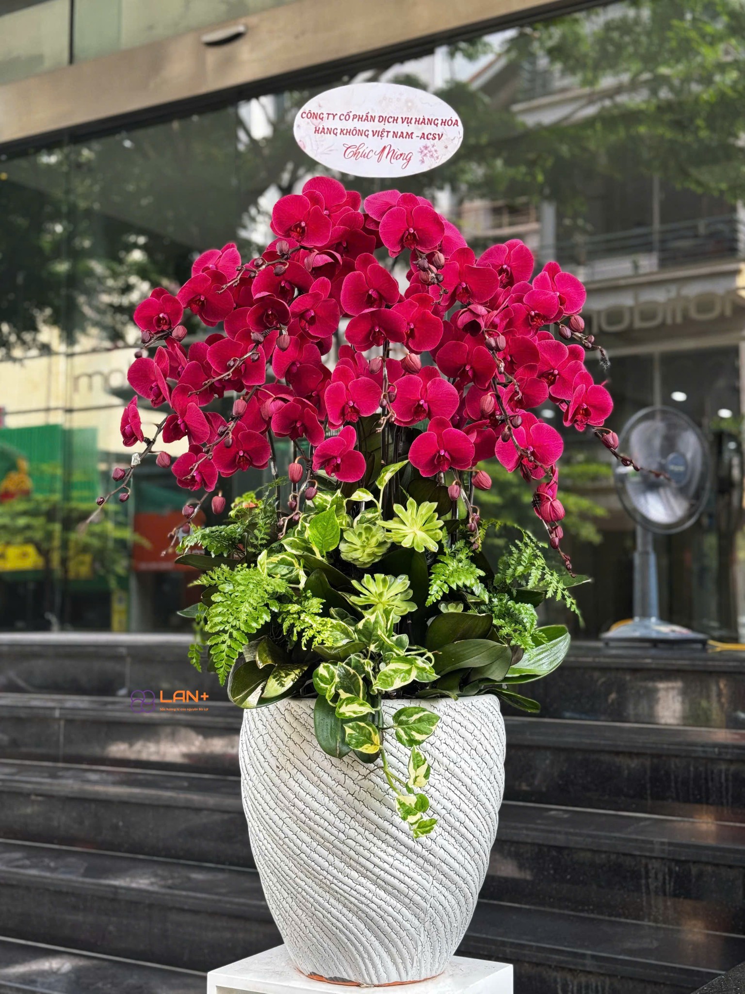 CHẬU 15 CÀNH LAN ĐẠI KẾT HỢP SEN ĐÁ, CÂY DECOR