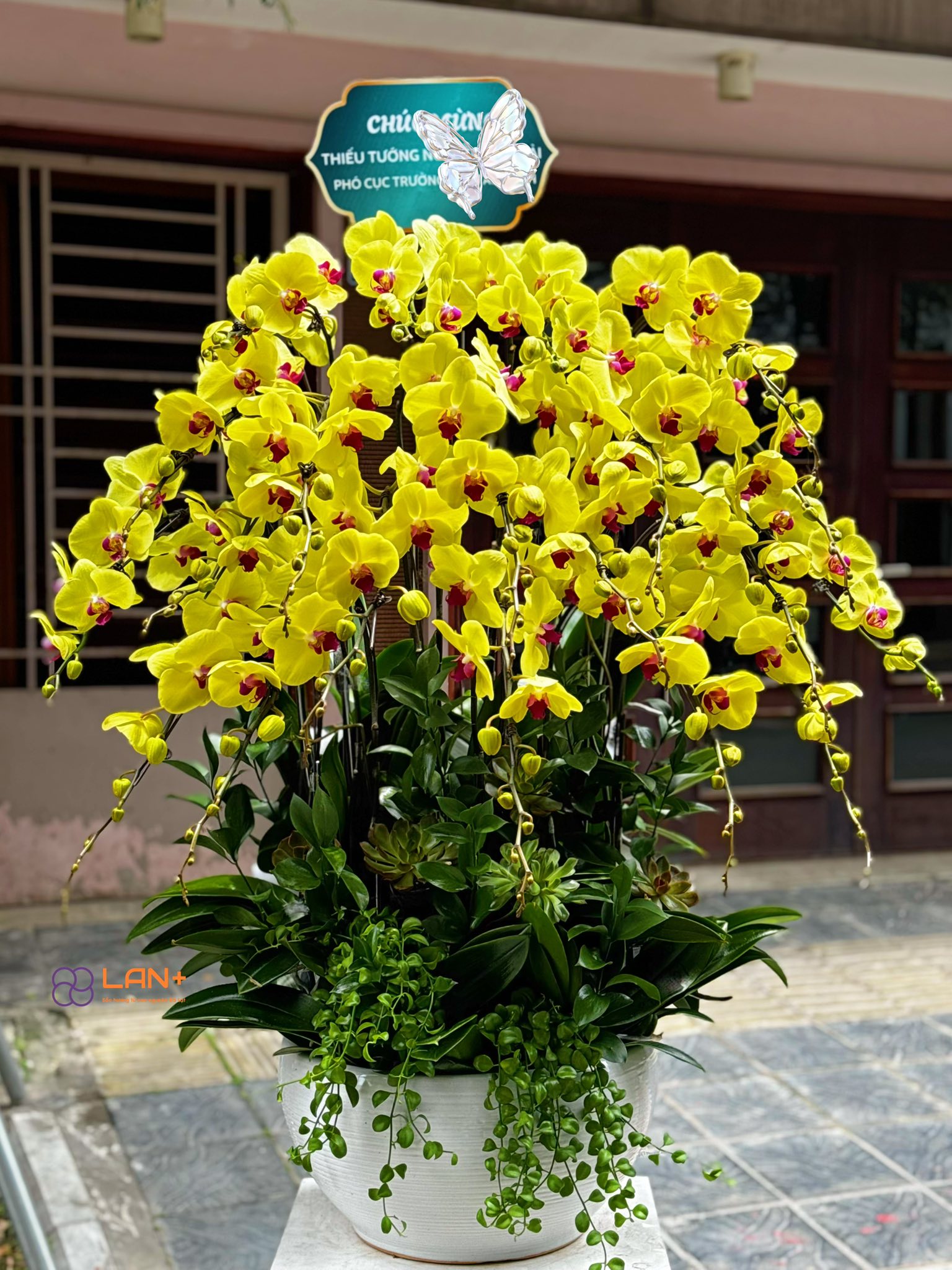 CHẬU 20 CÀNH LAN ĐẠI