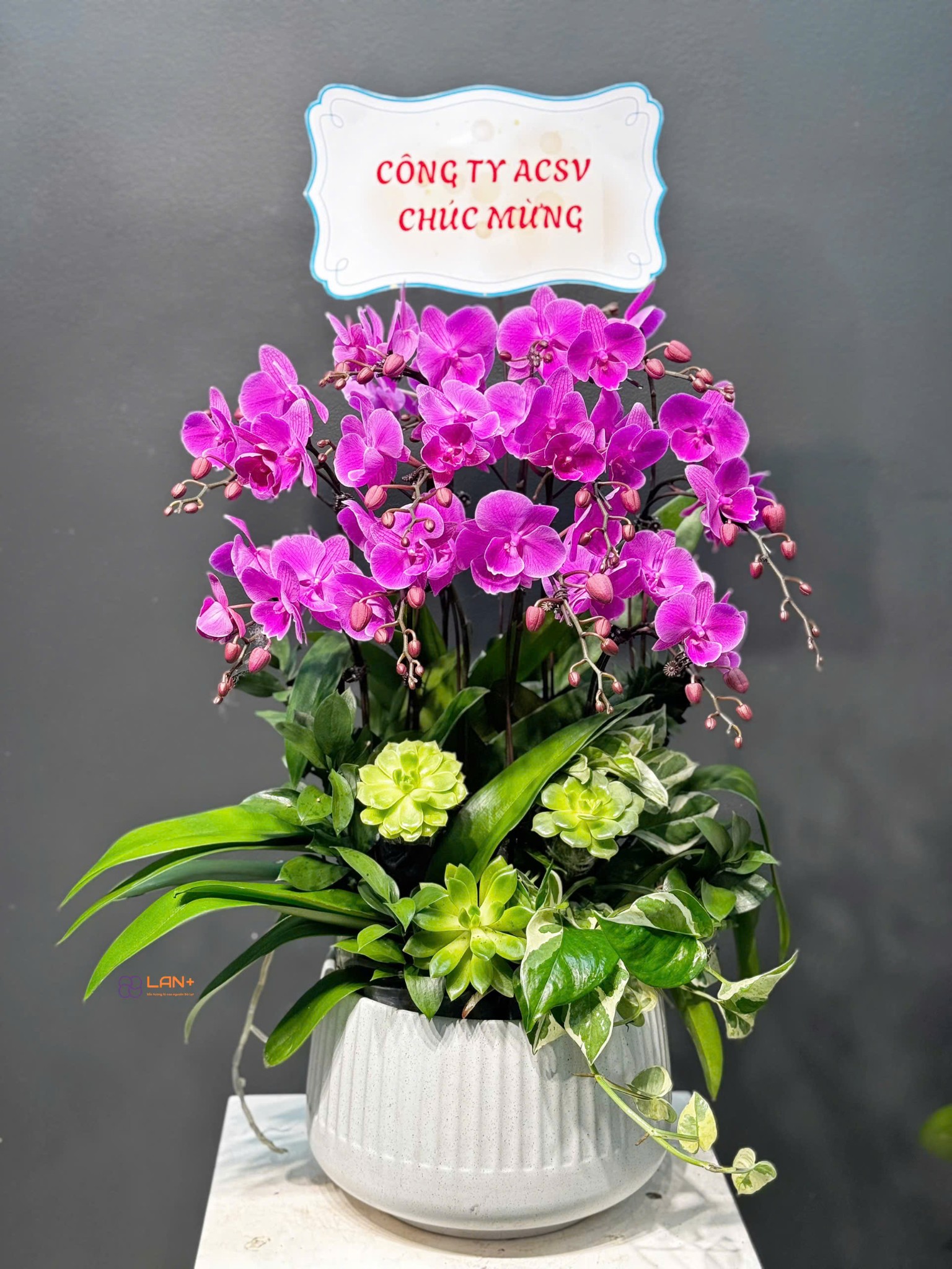 CHẬU 10 CÀNH LAN MINI