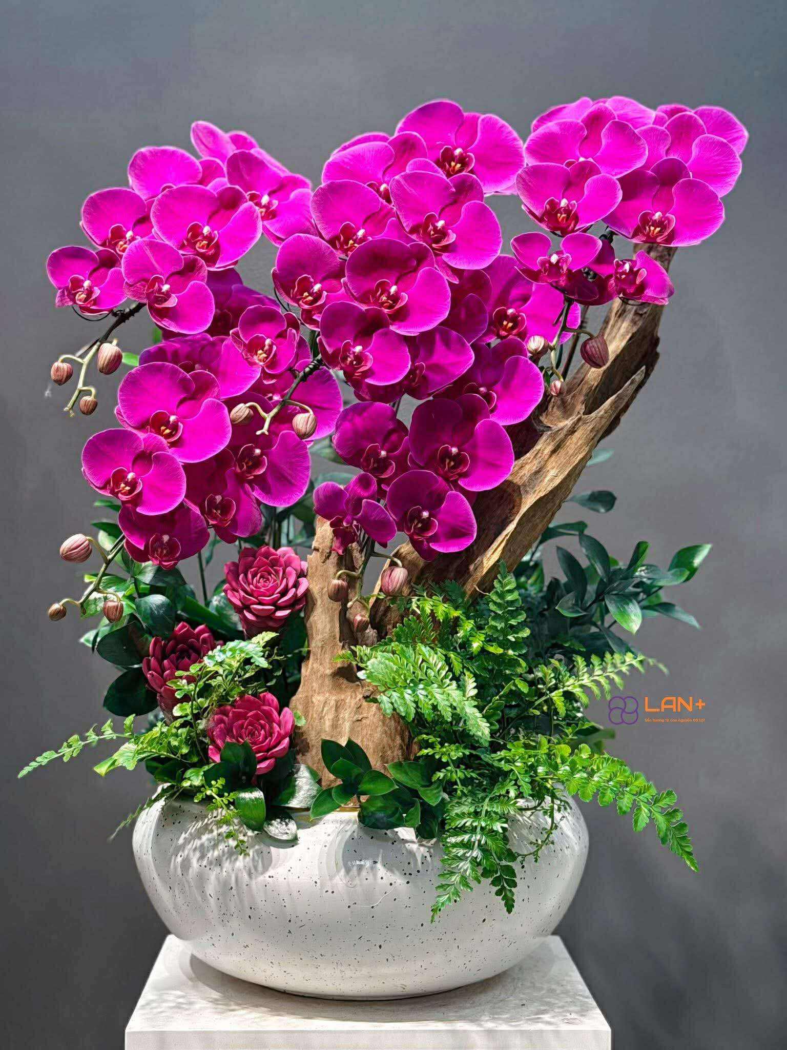 CHẬU TIỂU CẢNH 5 CÀNH