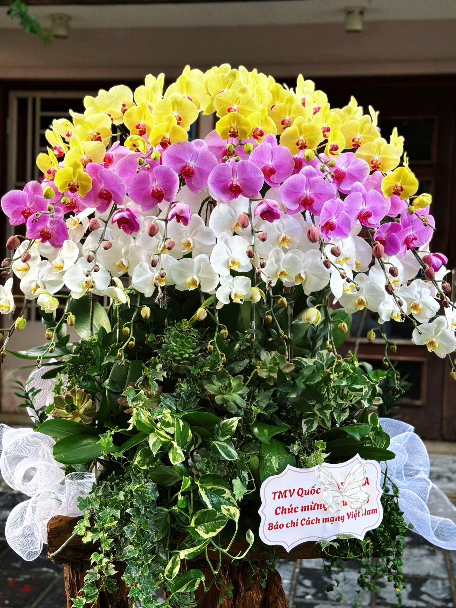 CHẬU LAN TRỒNG TRÊN LŨA