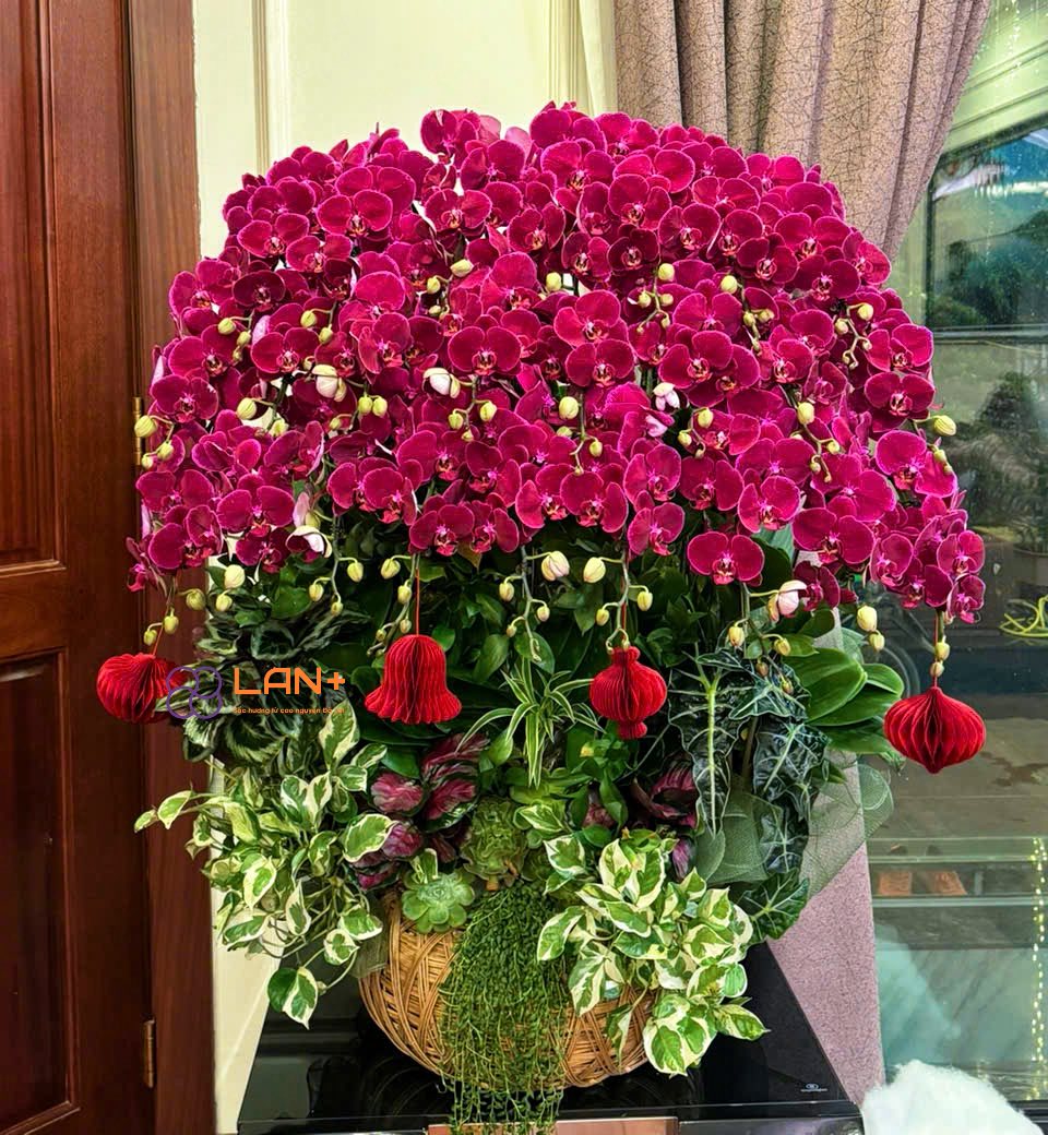CHẬU 26 CÀNH LAN ĐỎ TRÊN GIỎ MÂY