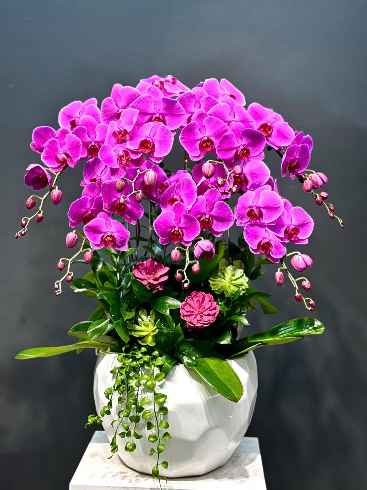CHẬU 7 CÀNH LAN ĐẠI