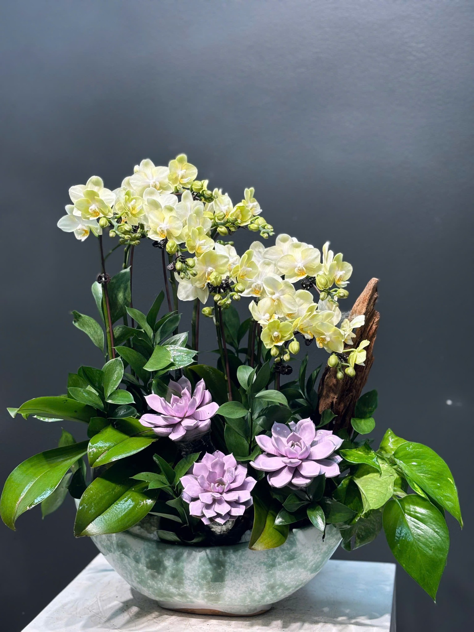 CHẬU THUYỀN 8 CÀNH LAN MINI