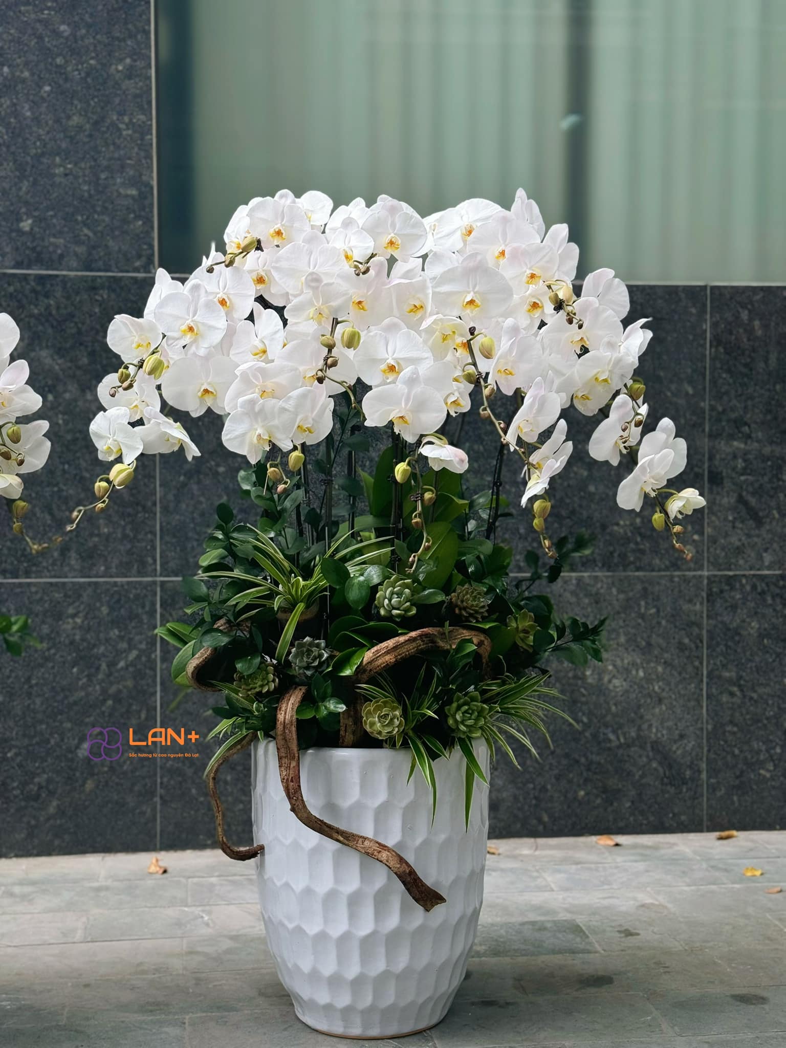 CHẬU 12 CÀNH LAN ĐẠI