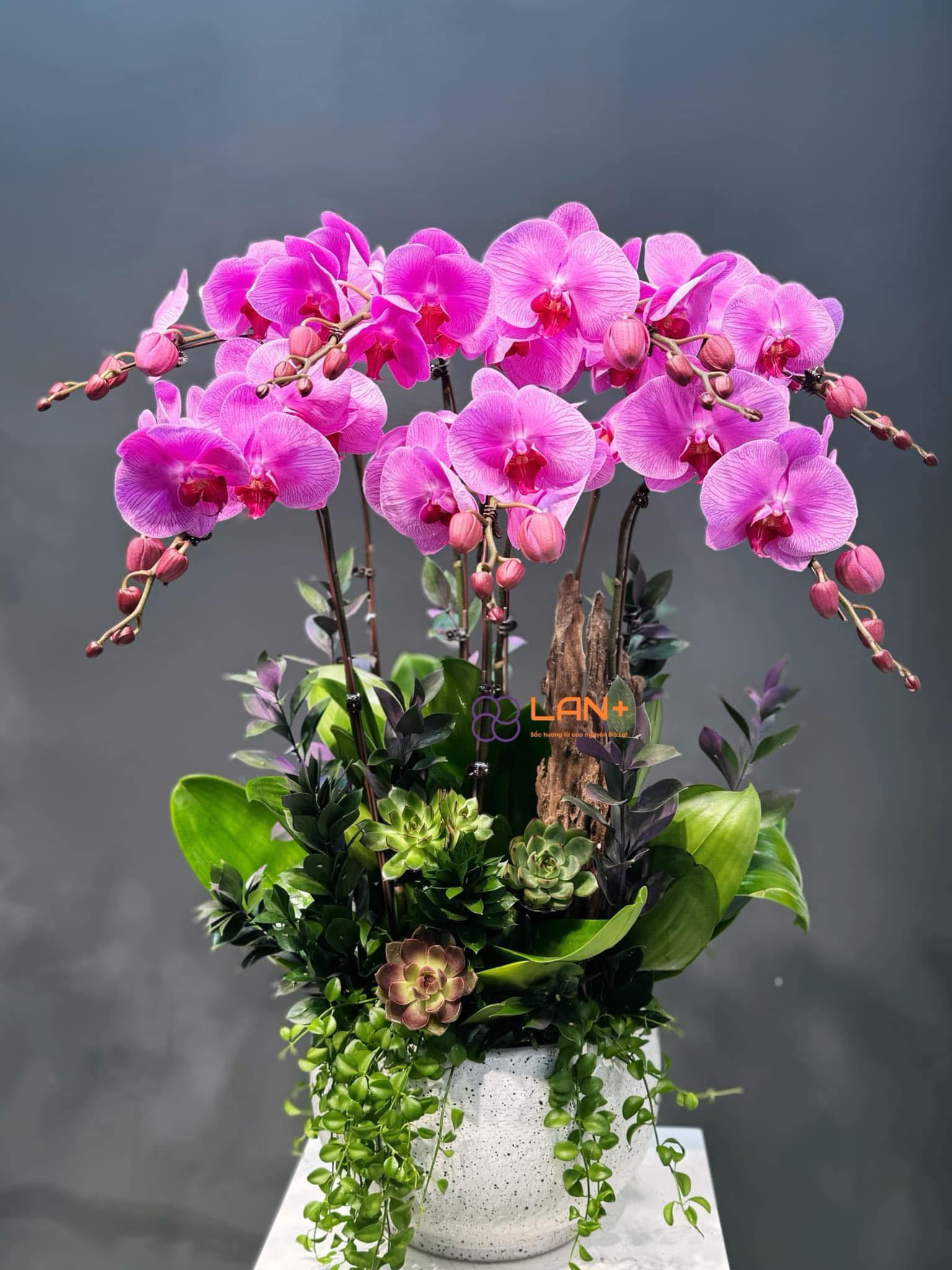 CHẬU 7 CÀNH LAN ĐẠI