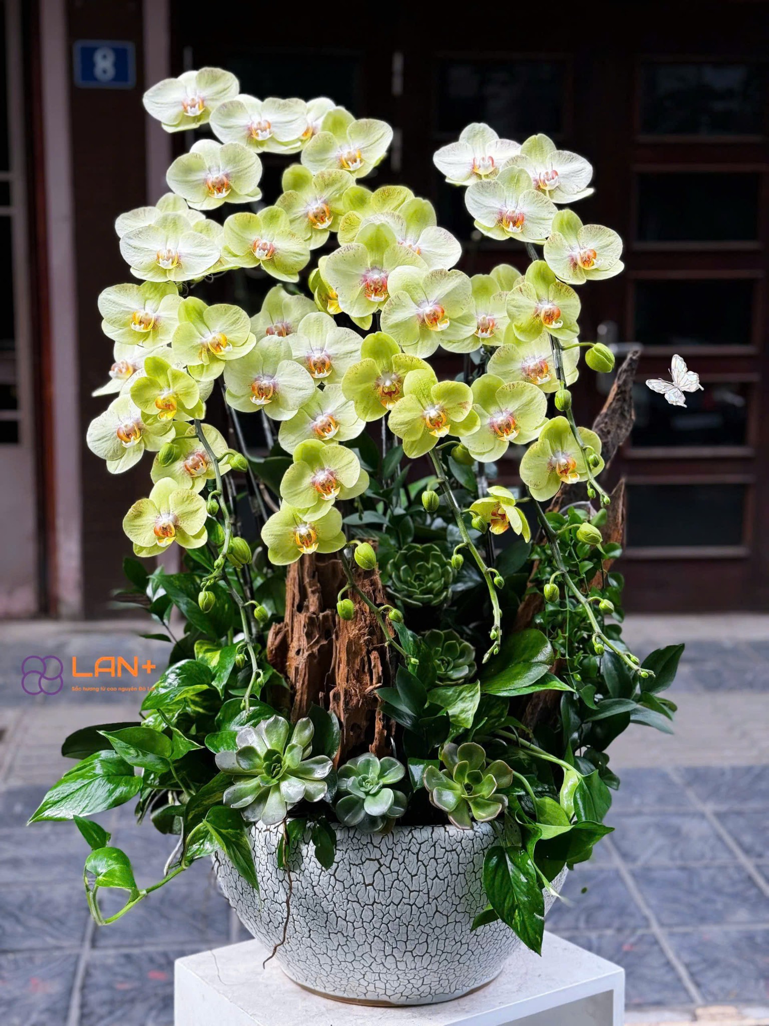 CHẬU TIỂU CẢNH 8 CÀNH LAN ĐẠI