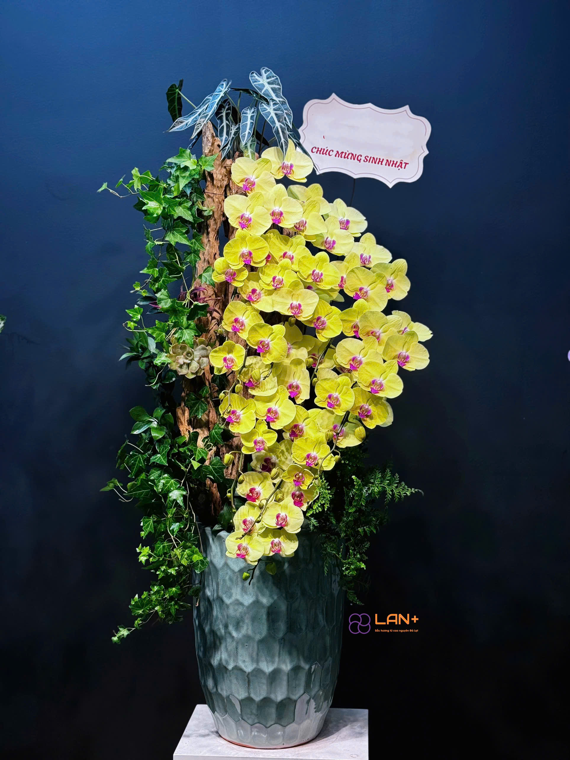 CHẬU SUỐI LAN 10 CÀNH LAN ĐẠI MÀU VÀNG