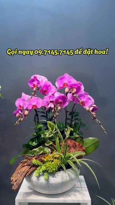 CHẬU TIỂU CẢNH 5 CÀNH LAN ĐẠI