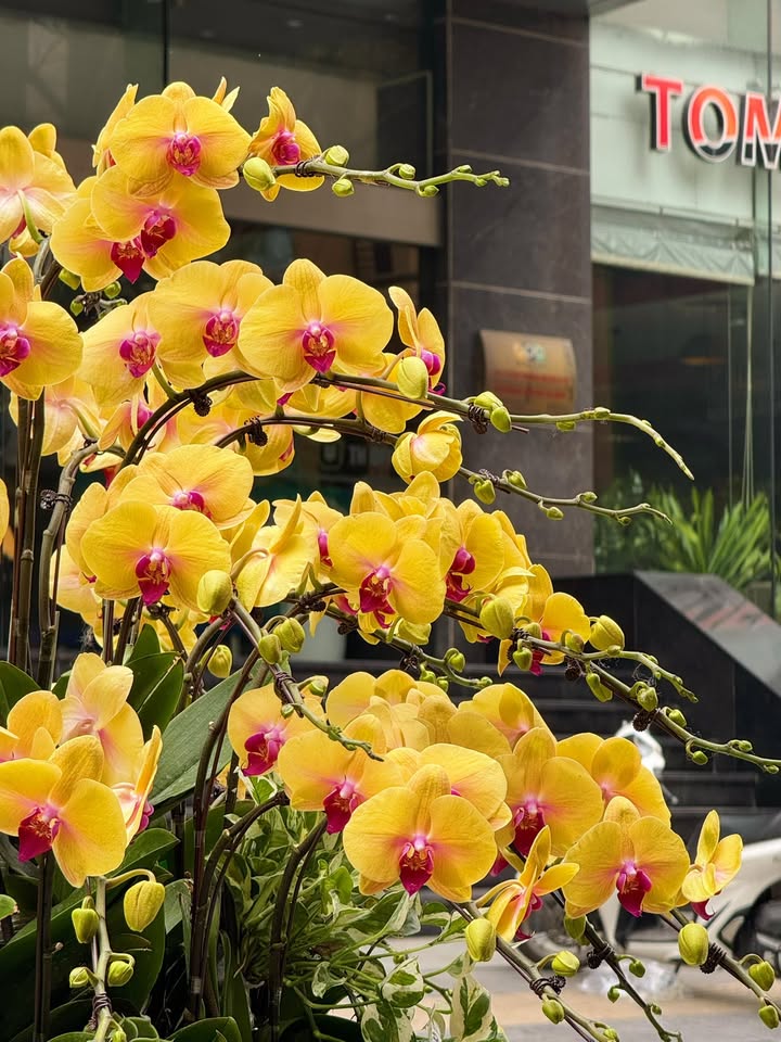 CHẬU 30 CÀNH VÀNG TRỒNG TRÒN