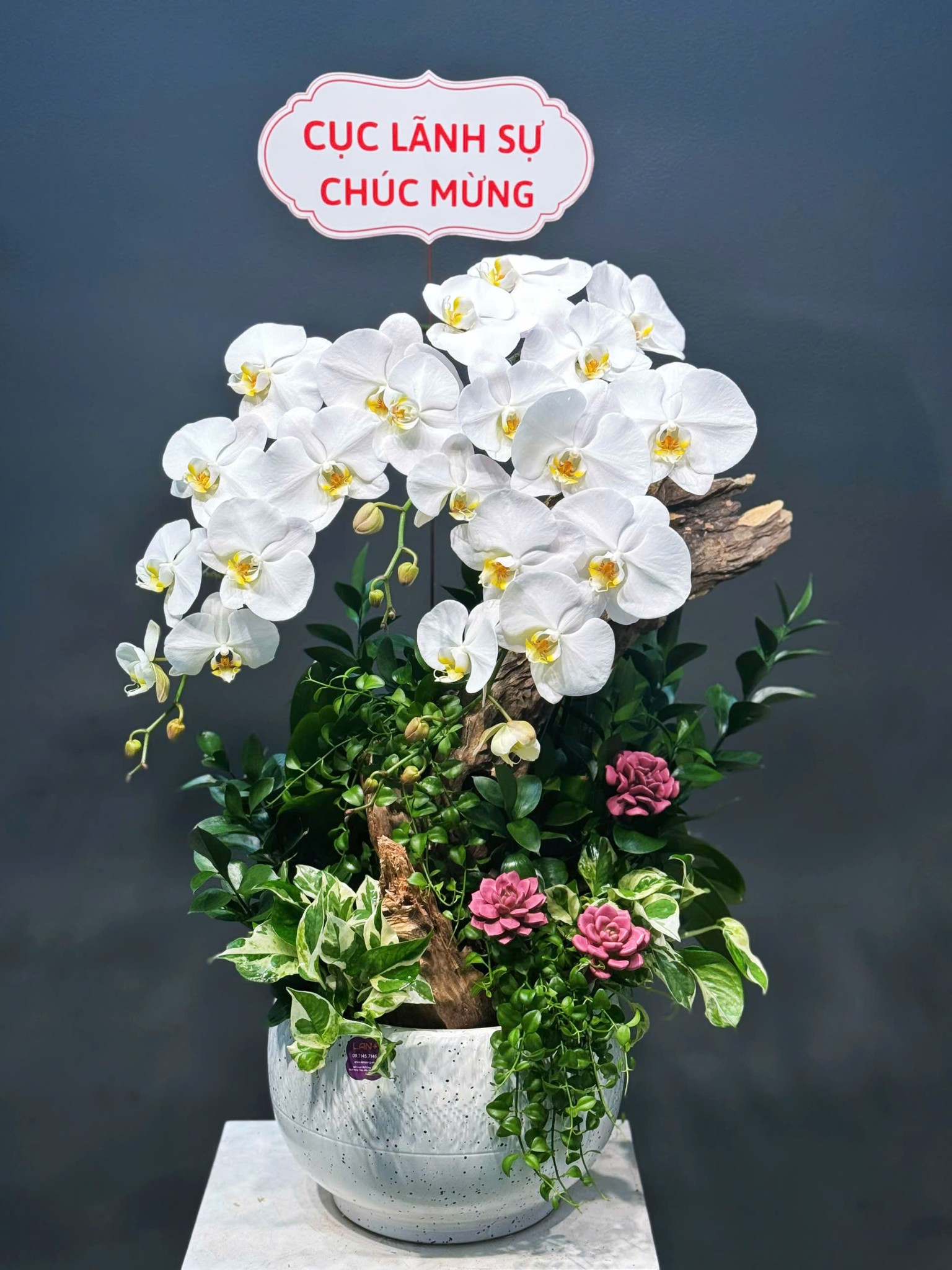 CHẬU TIỂU CẢNH 3 CÀNH LAN ĐẠI KẾT HỢP LŨA