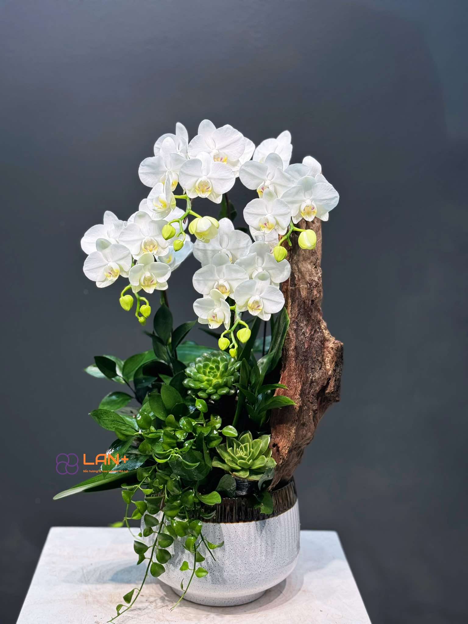 CHẬU TIỂU CẢNH 4 CÀNH TRẮNG MINI