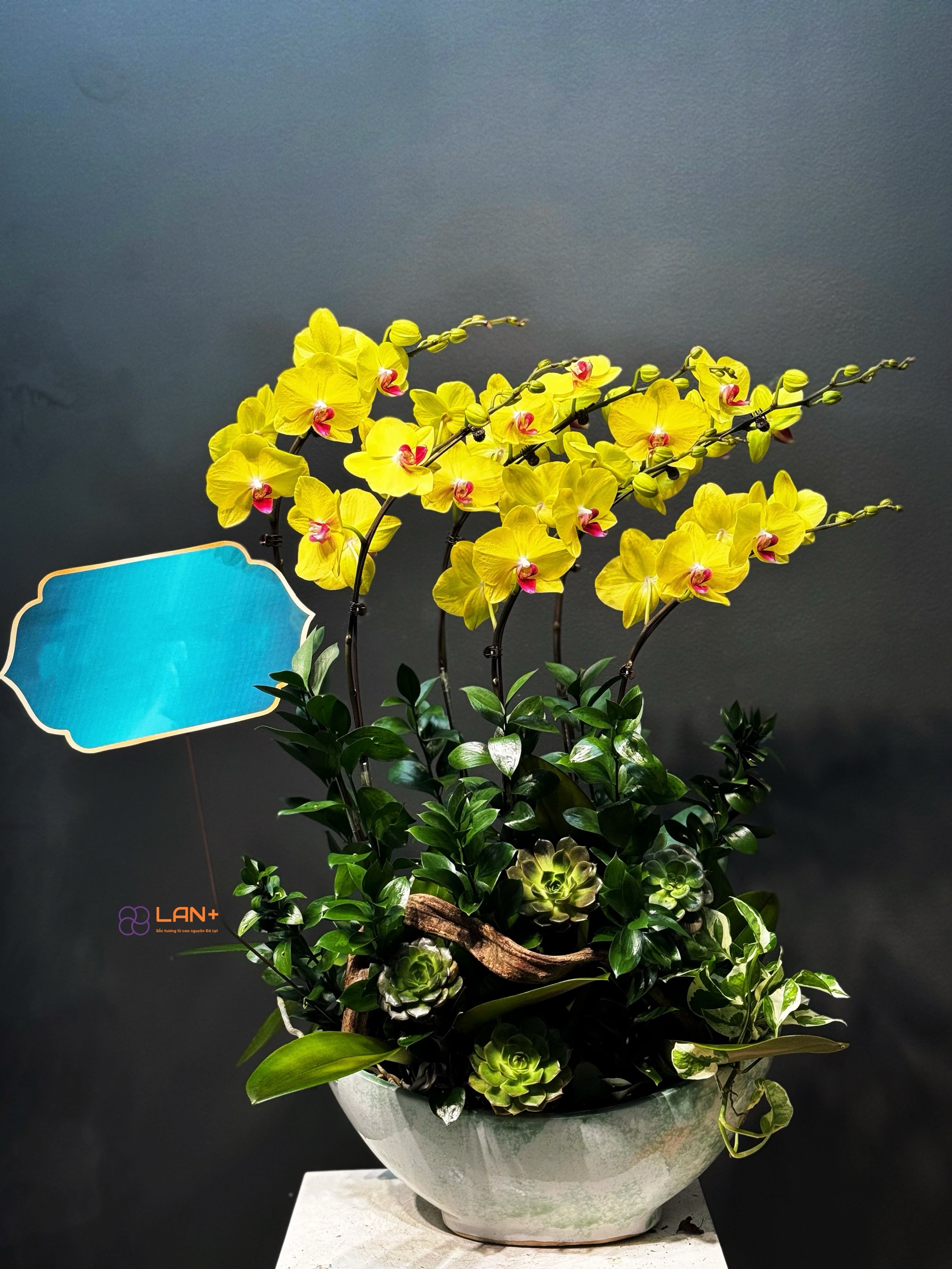 CHẬU THUYỀN 6 CÀNH LAN ĐẠI