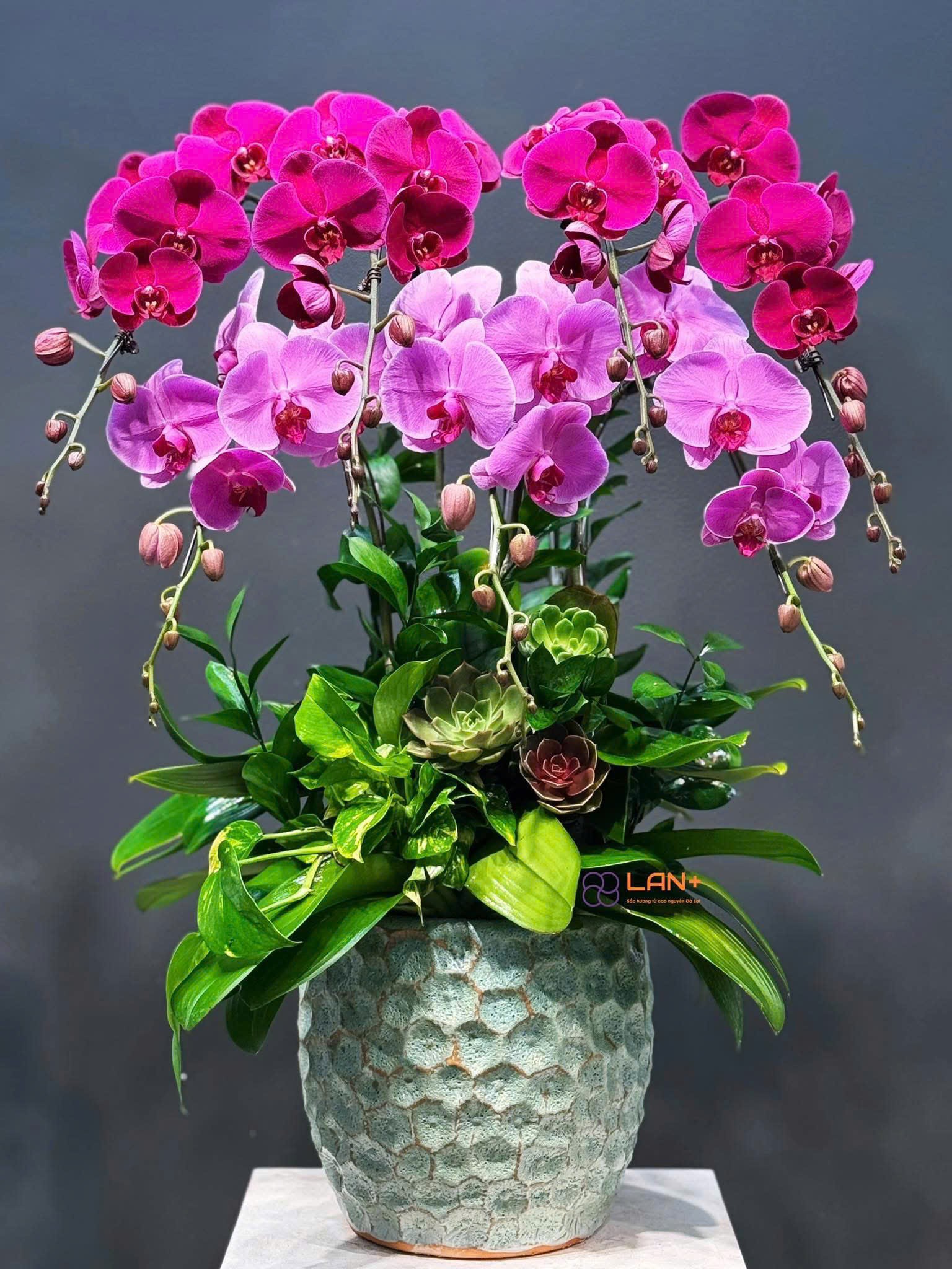 CHẬU 7 CÀNH LAN ĐẠI