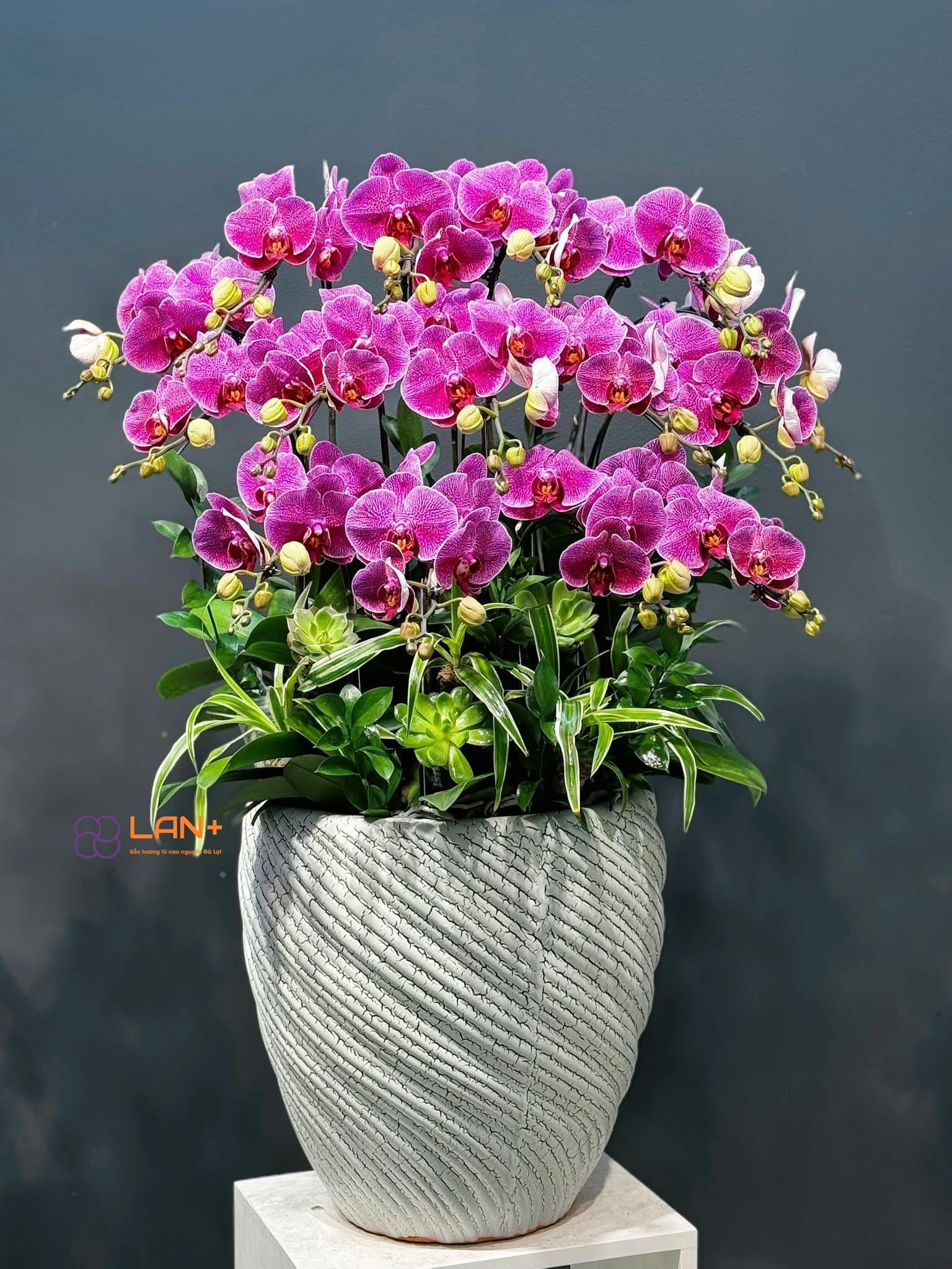 CHẬU 15 CÀNH LAN ĐẠI KẾT HỢP SEN ĐÁ, CÂY DECOR