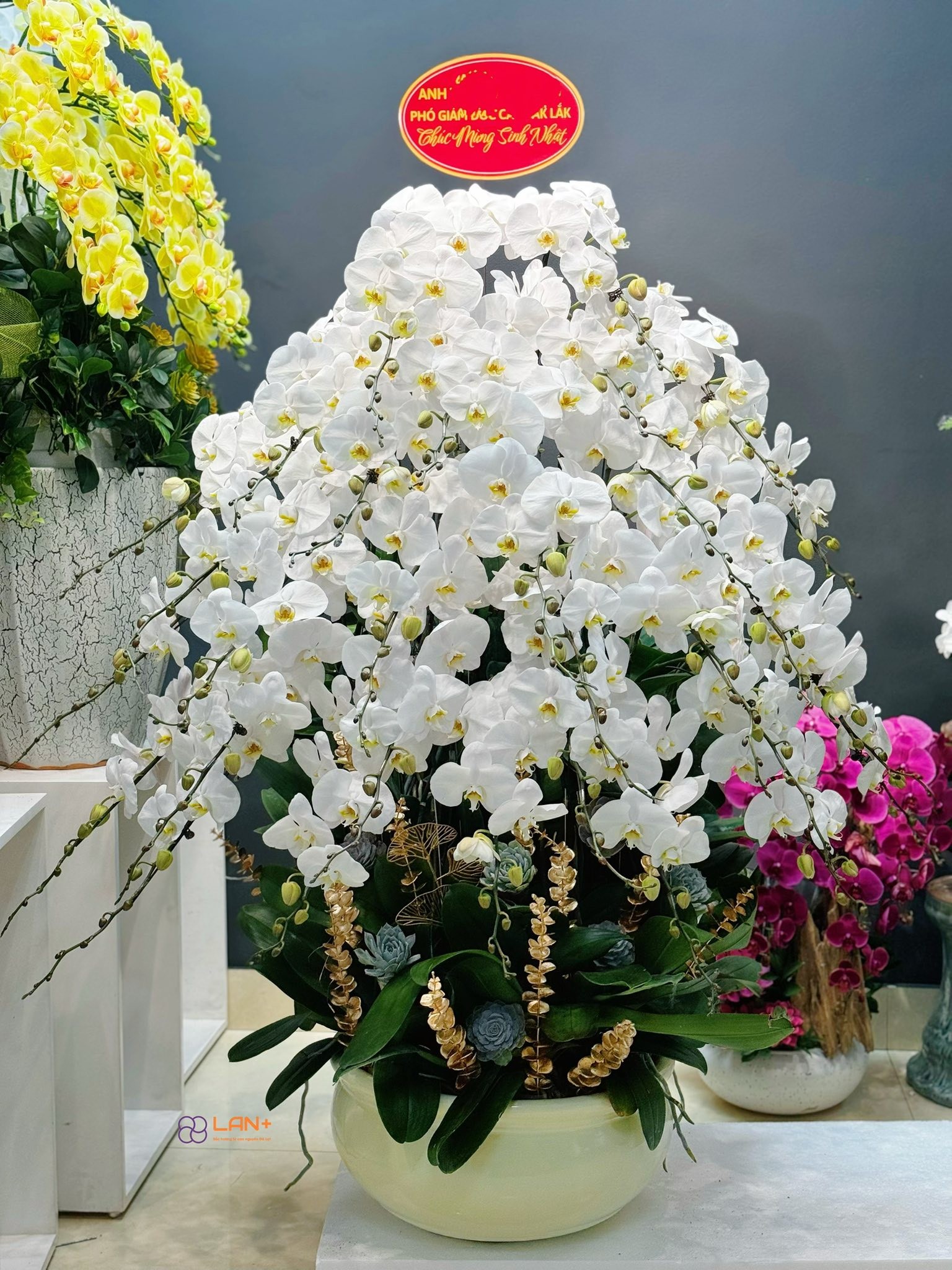 CHẬU 30 CÀNH LAN ĐỊA TRỒNG TRÊN CHẬU ĐÔN CAO