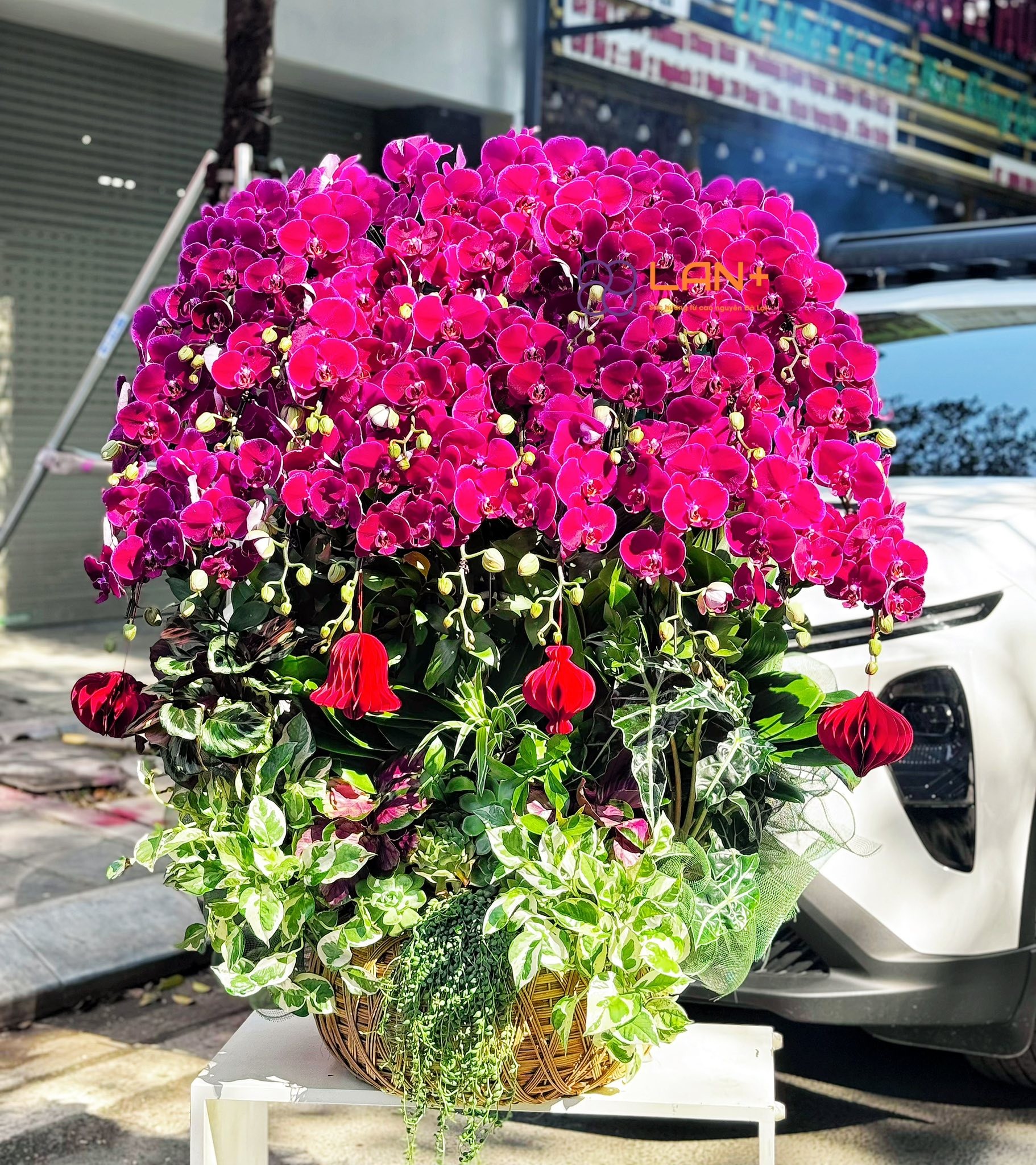 CHẬU 26 CÀNH LAN ĐỎ TRÊN GIỎ MÂY