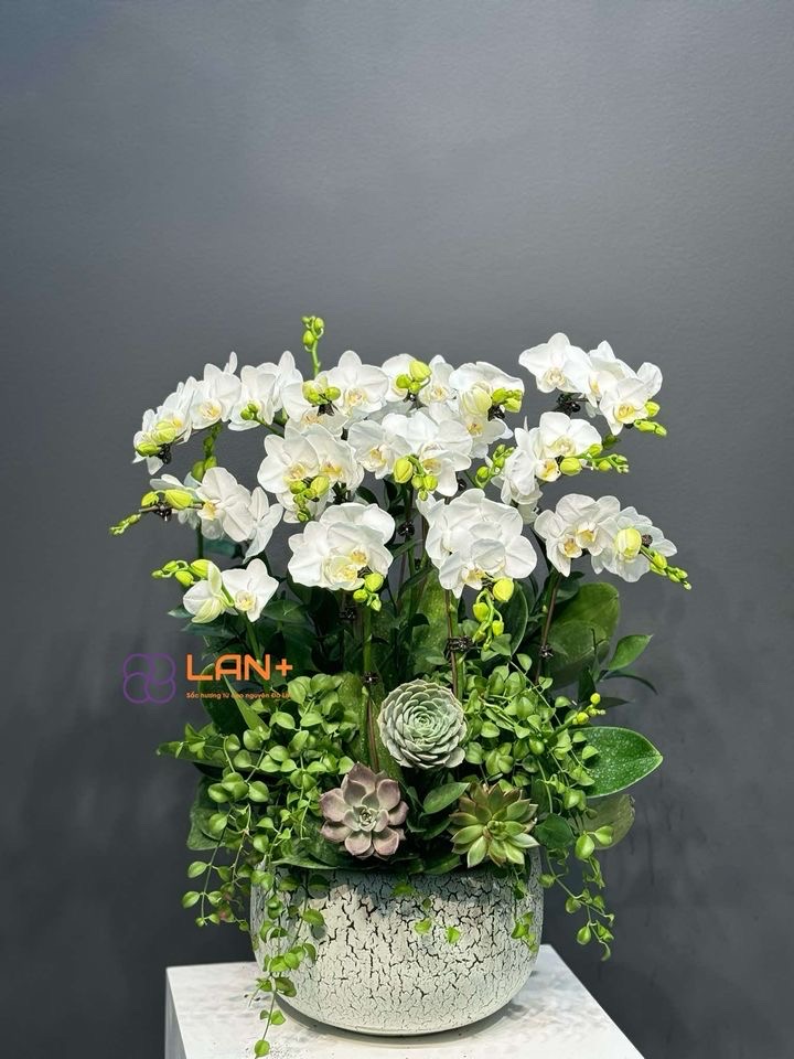 CHẬU 12 CÀNH MINI