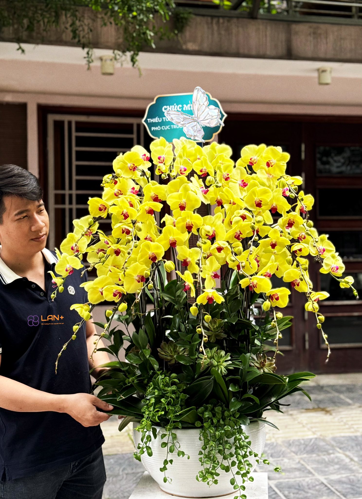 CHẬU 20 CÀNH LAN ĐẠI