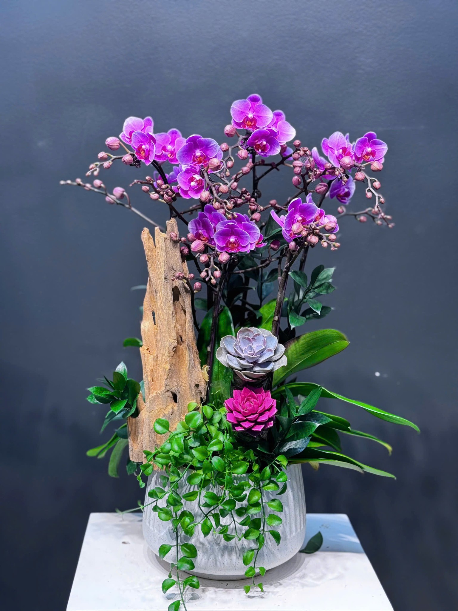 CHẬU TIỂU CẢNH 6 CÀNH LAN MINI