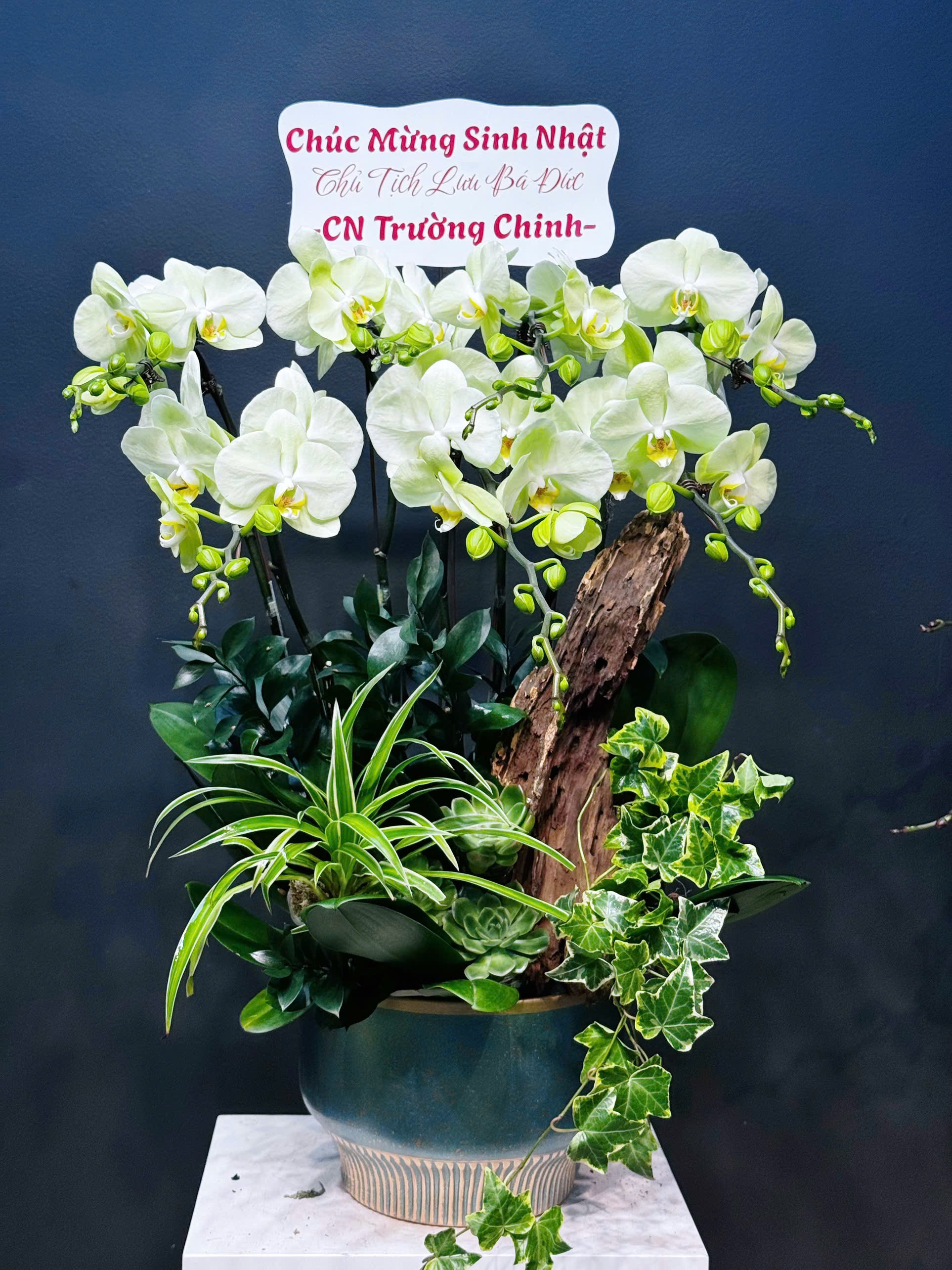 CHẬU 7 CÀNH LAN ĐẠI