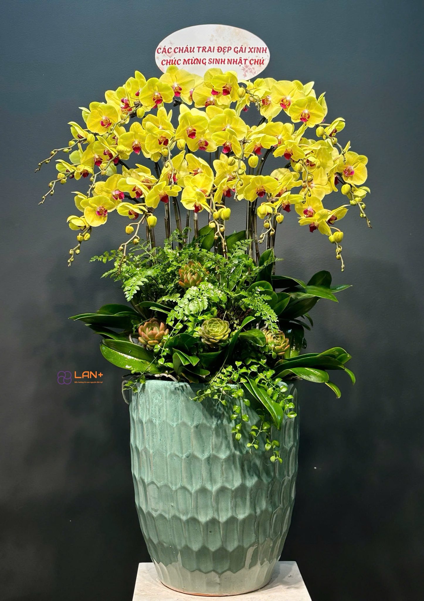 CHẬU 20 CÀNH VÀNG