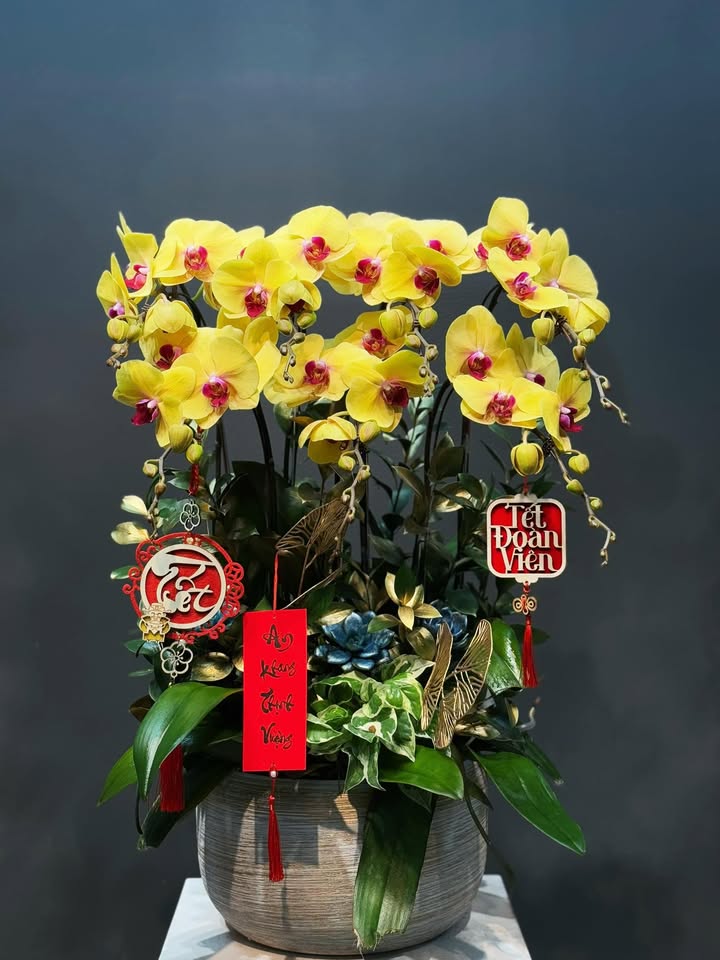 CHẬU 7 CÀNH LAN ĐẠI