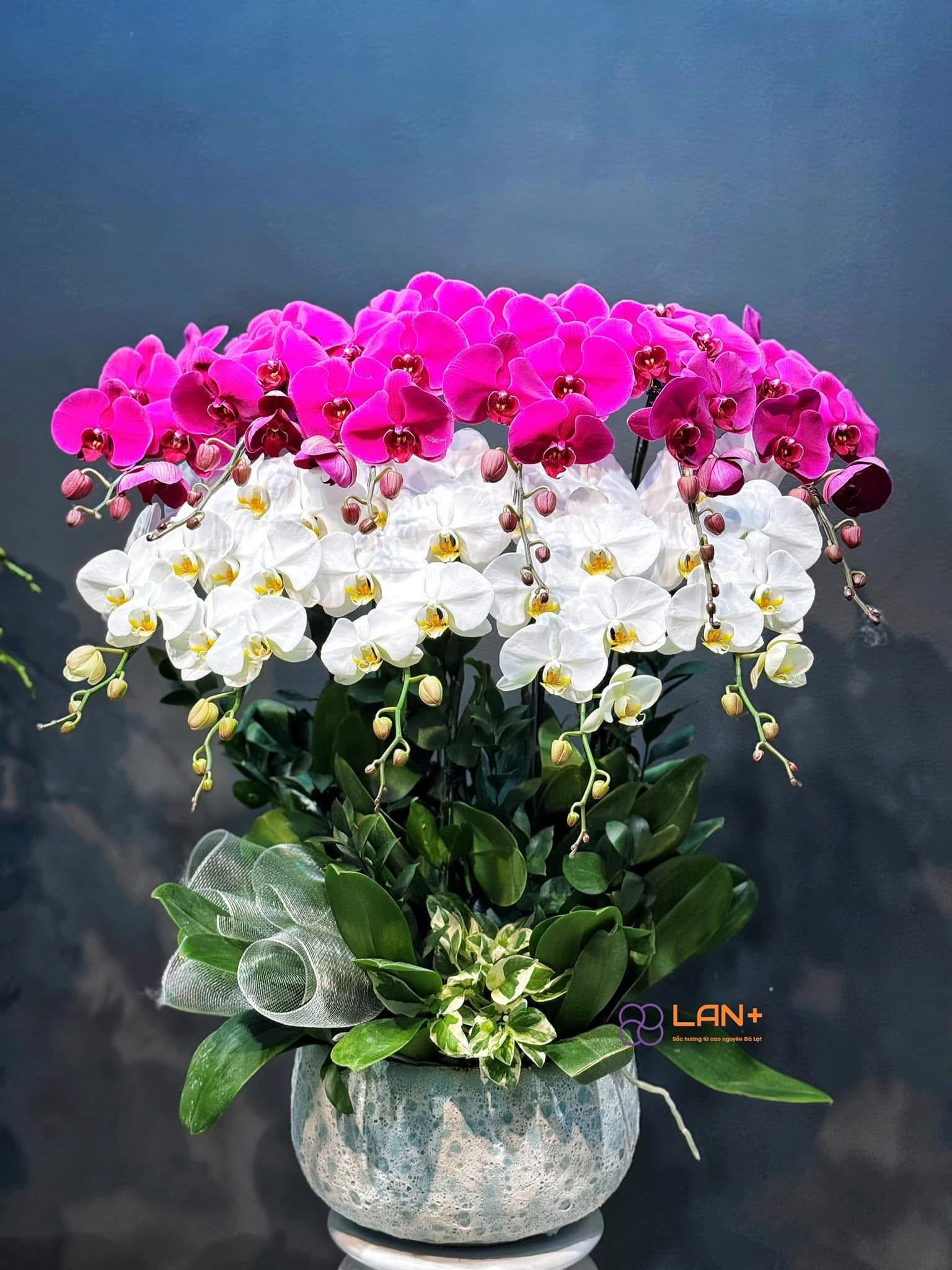 CHẬU 11 CÀNH LAN ĐẠI